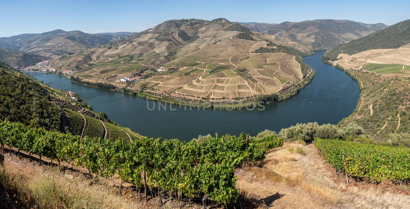 Terraces of grape vines for port wine production line the hillsides of the Douro valley in Portugal