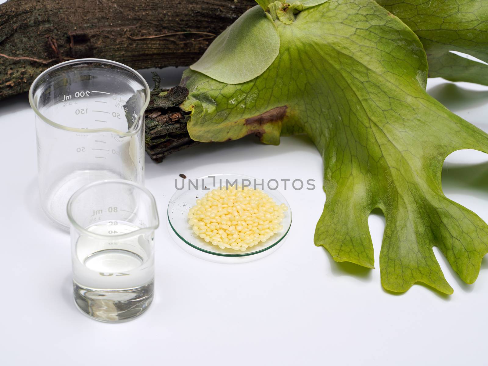 Candelilla Wax SP-75, Chemical used in OTC products and topical pharmaceuticals. Chemicals for beauty care arranged in natural form in a white background.