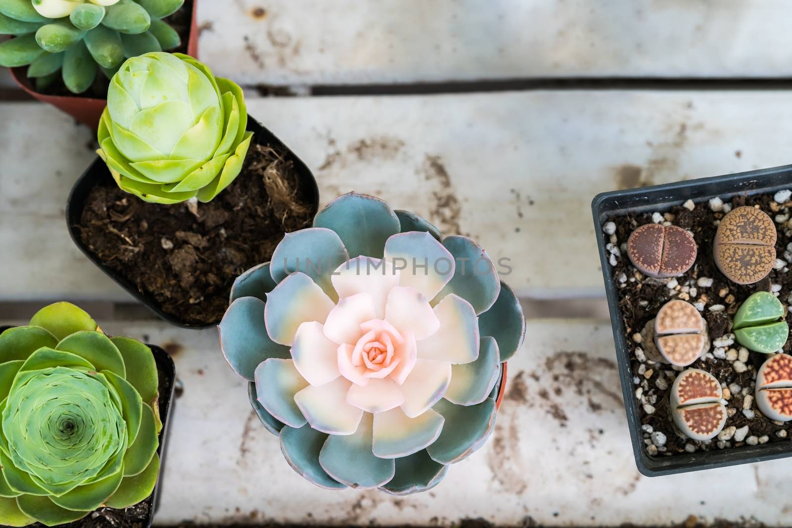 pastel cactus in the pot top view on the wooden table background by psodaz