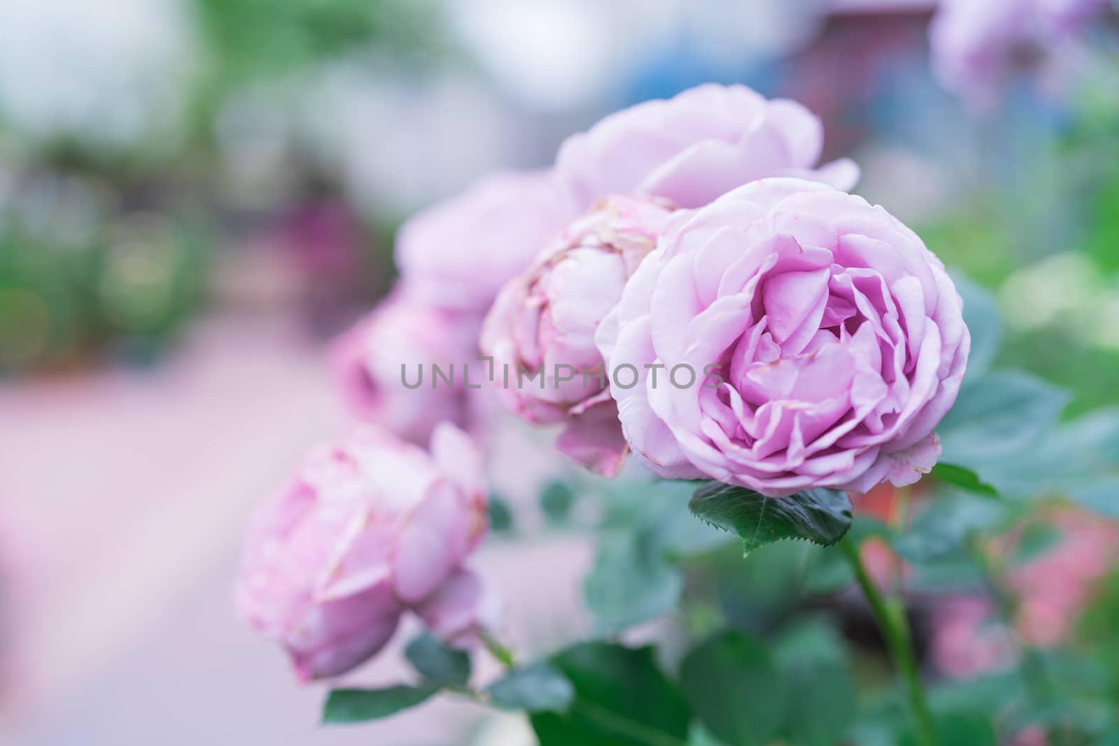purple lavender rose flower on blurred backgrounds, selective focus  with copy space