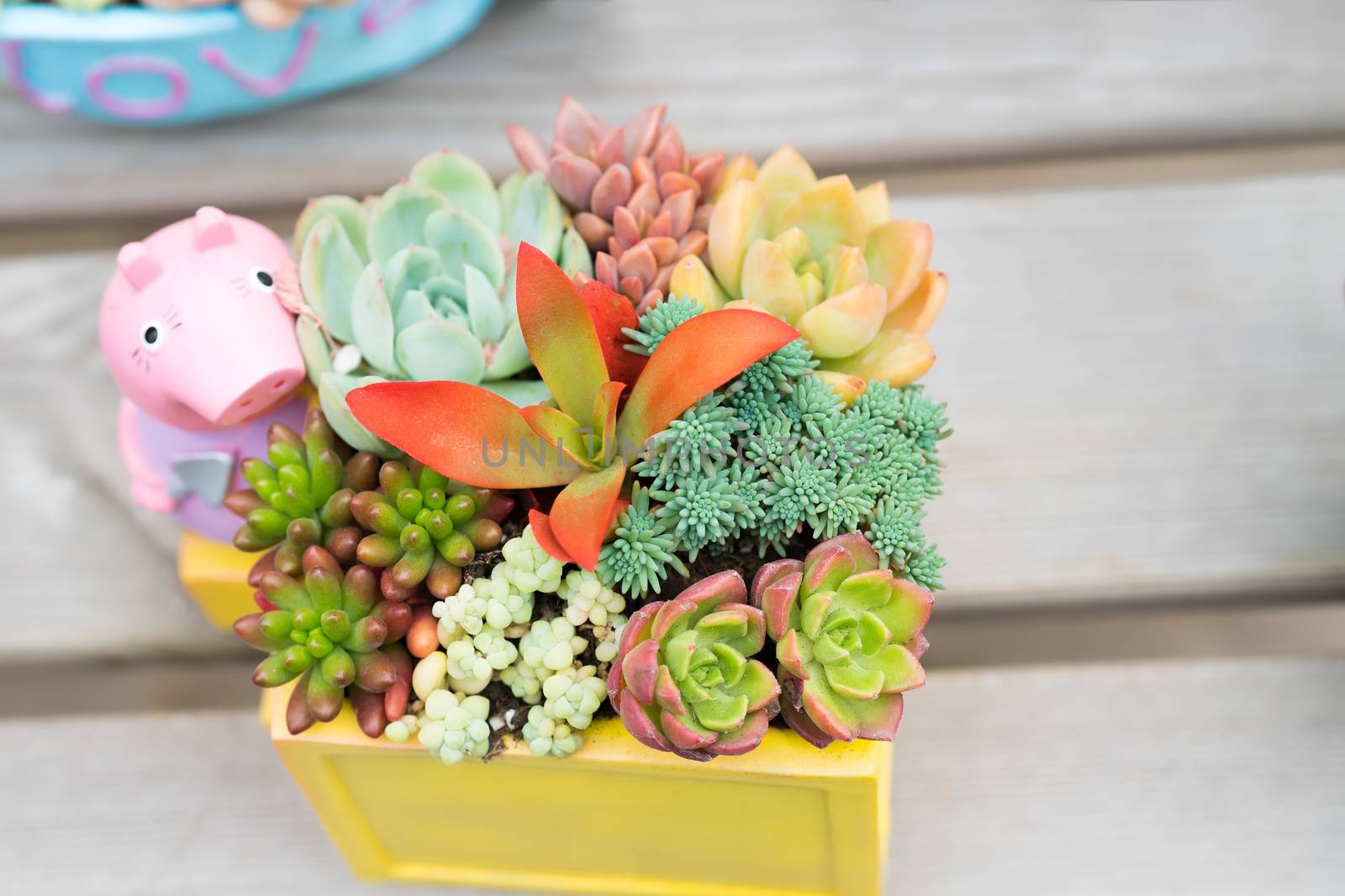 colorful cactus in the pot top view on the wooden table backgrou by psodaz