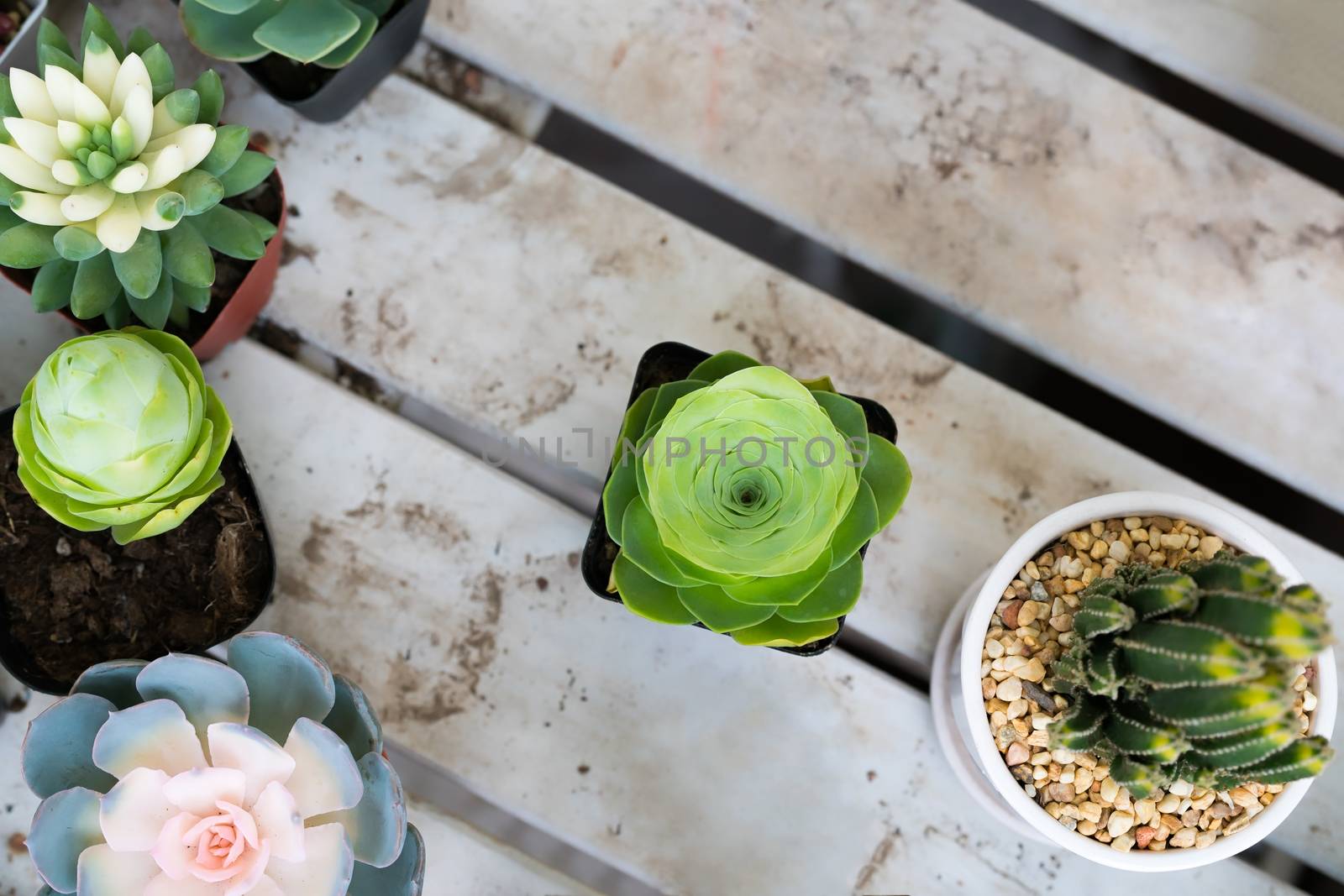 green cactus in the pot top view on the wooden table backgrounds. spring flower concept