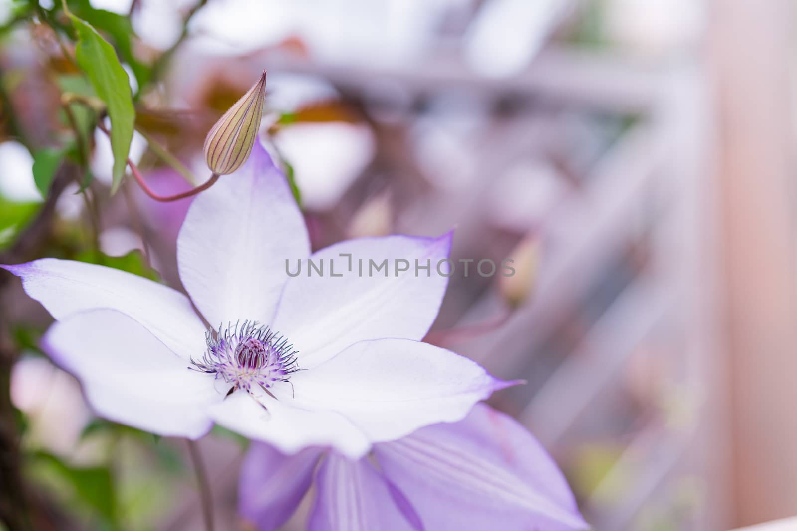 purple flower on blurred backgrounds, selective focus  with copy space