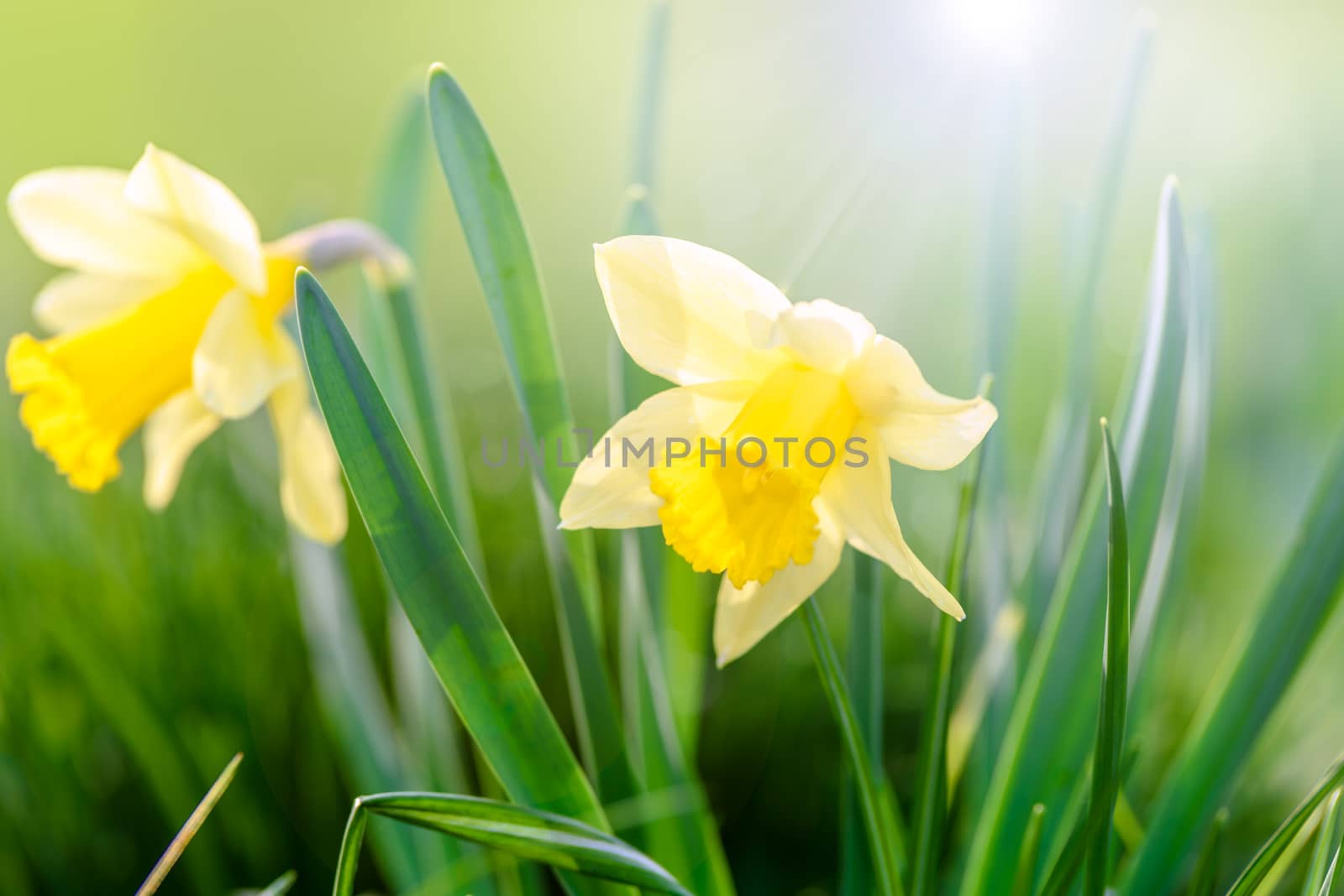 Yellow spring flowers by wdnet_studio