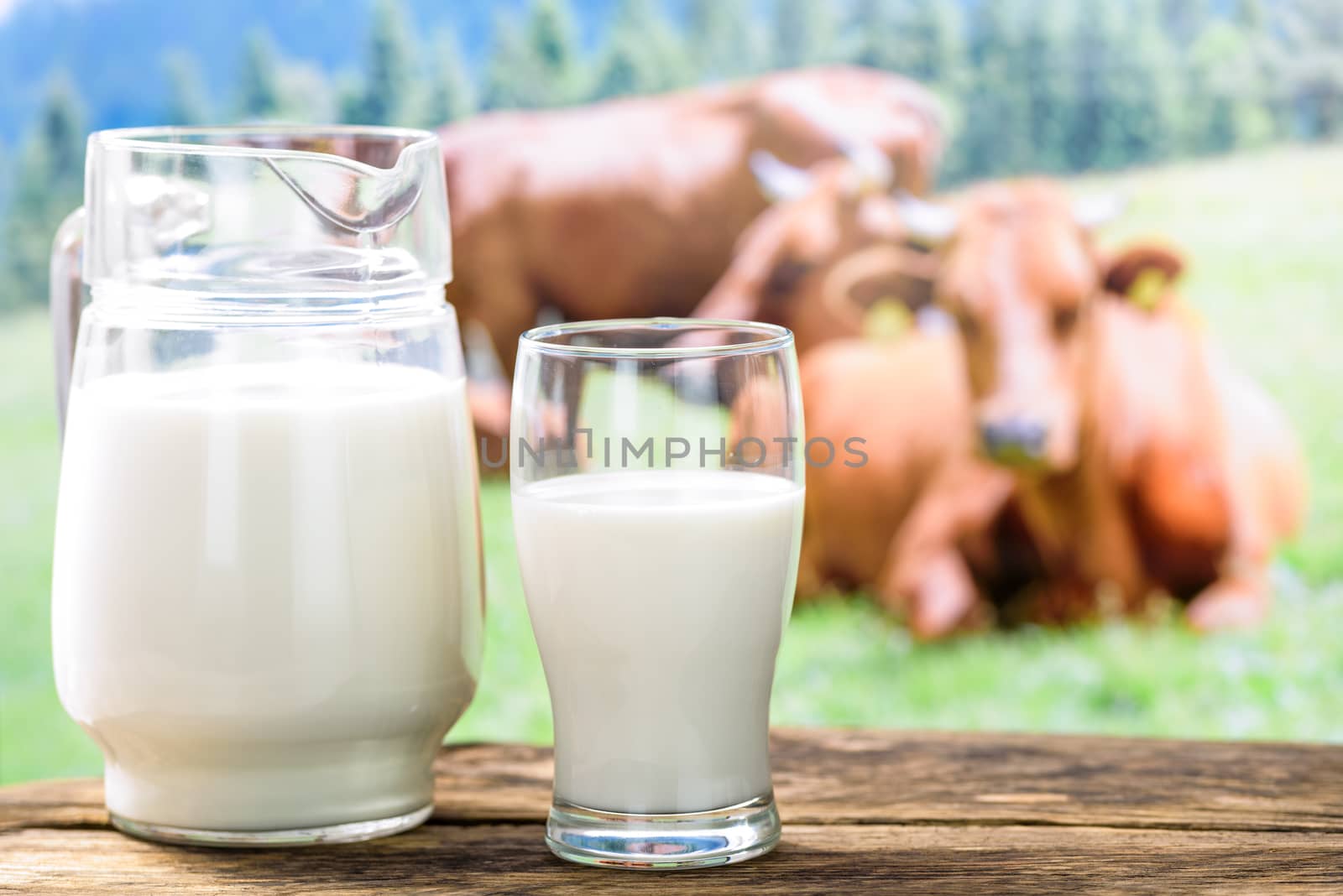 Fresh milk in the glass on a background of pasture with cows