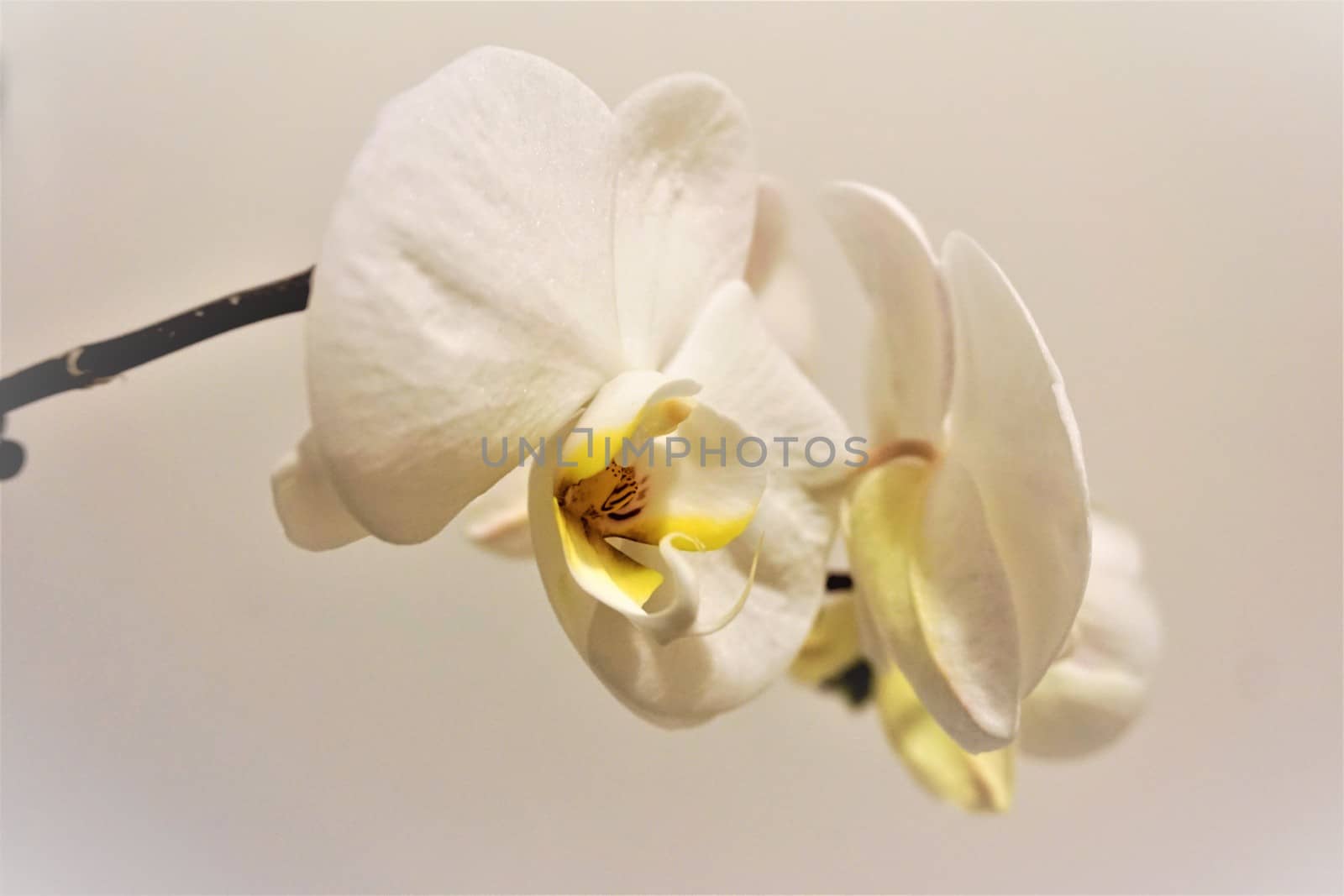 Close up of two Phalaenopsis blossoms by pisces2386