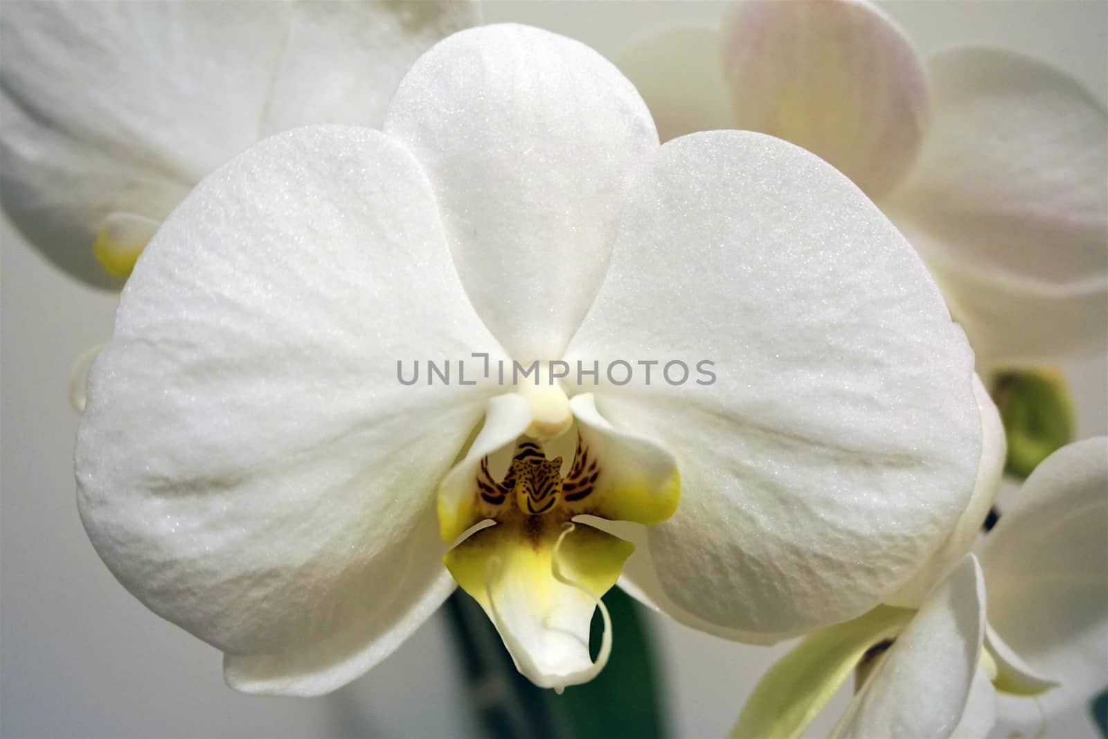 Blossom of a white Phalaenopsis orchid by pisces2386