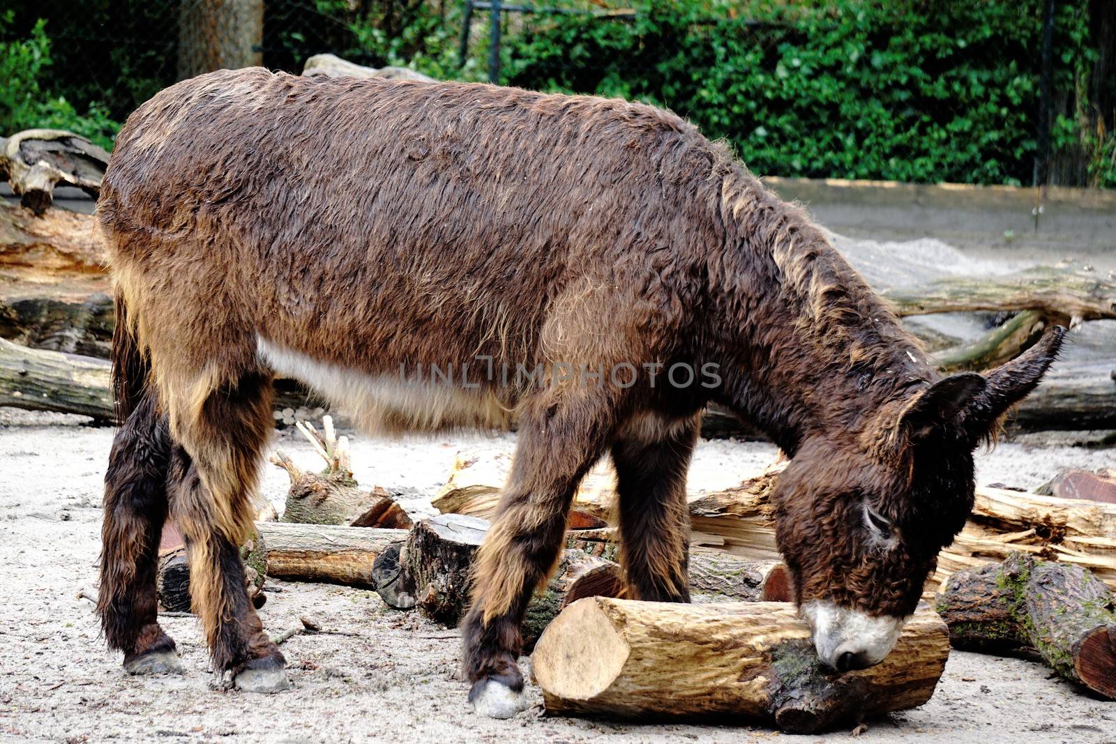 Poitou donkey playing with log on rainy day