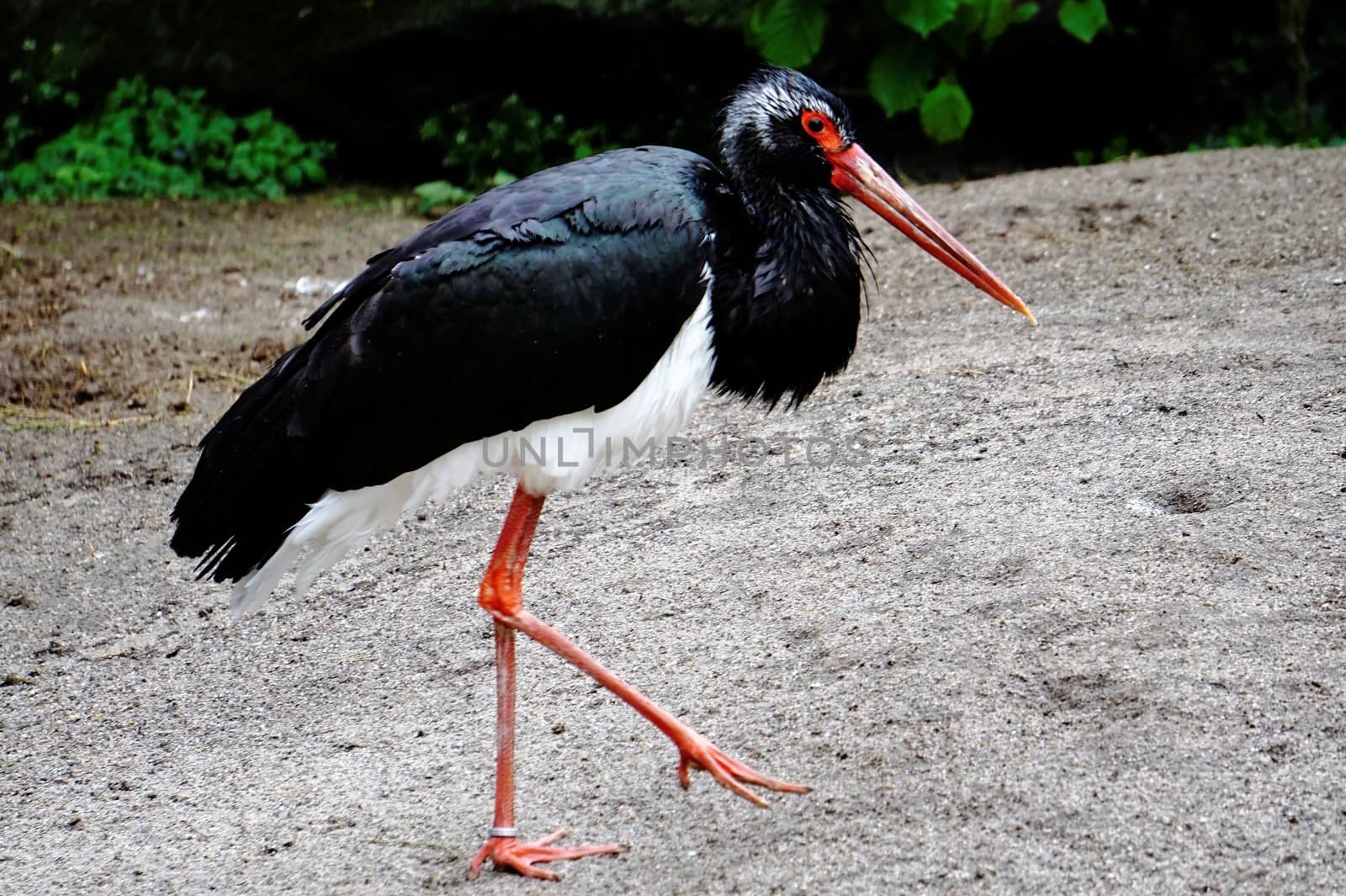 Black stork walking by pisces2386