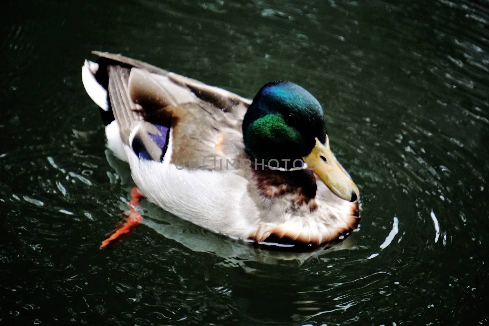 Photo of a mallard swimming in a lake