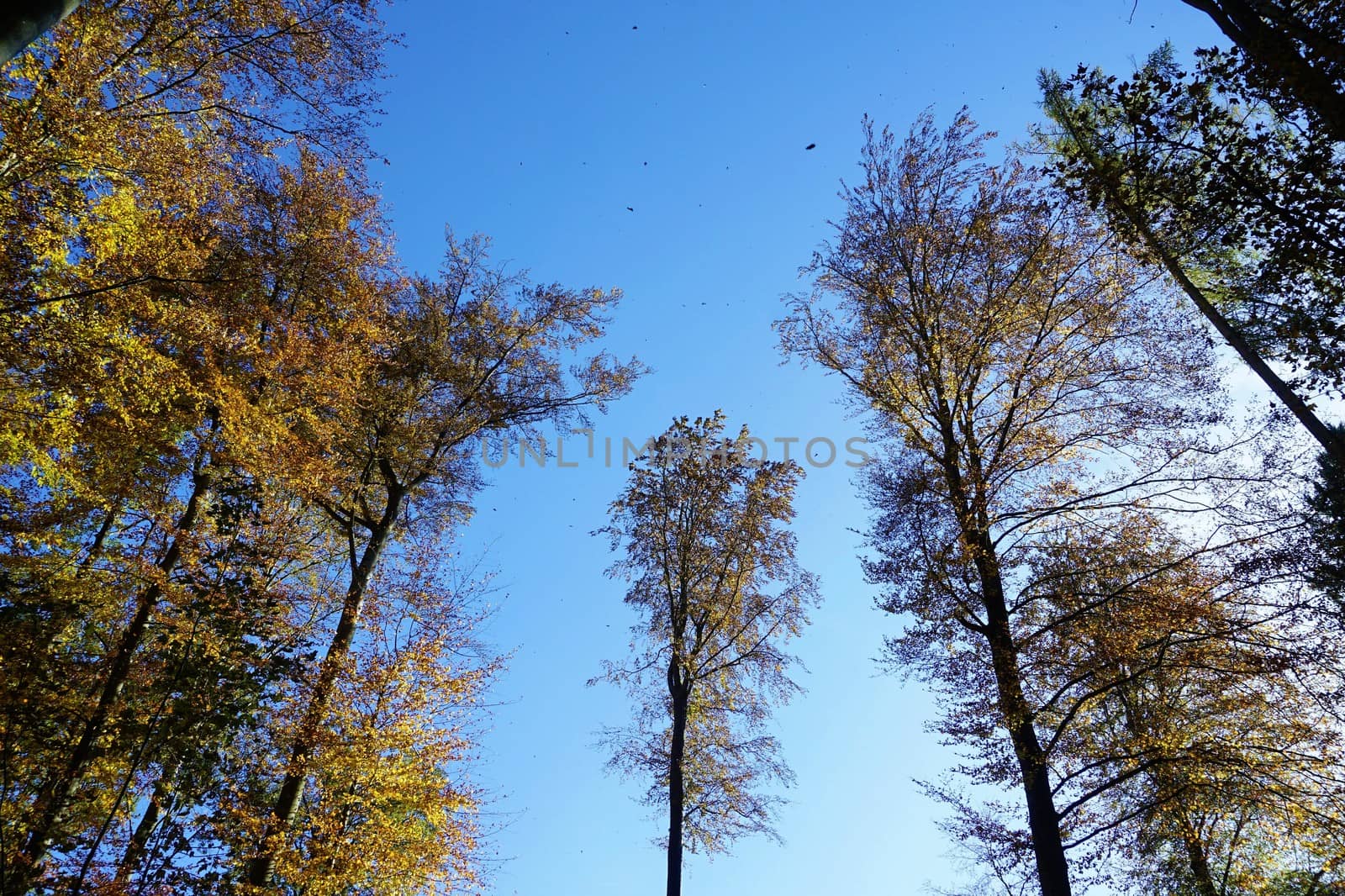 Clearing in forest with leafes in the sky