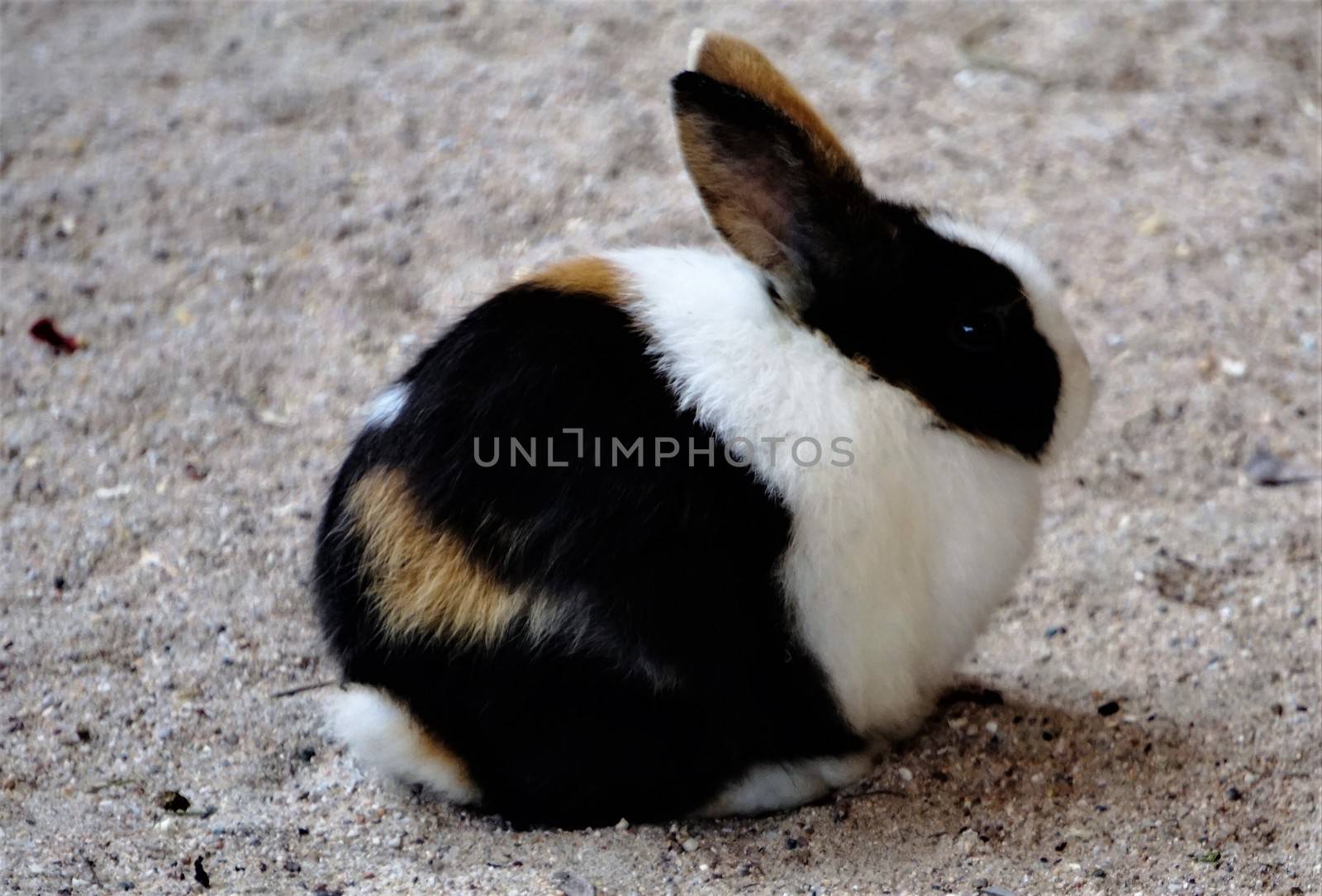 Small pygmy rabbit sitting in the sand by pisces2386