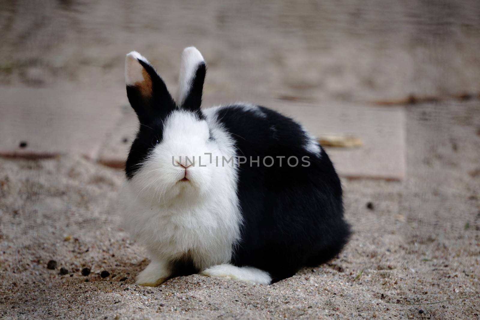 Photo of a small pygmy looking in the camera