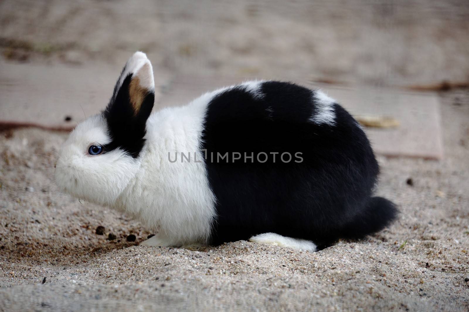 Small pygmy rabbit with blue eyes by pisces2386