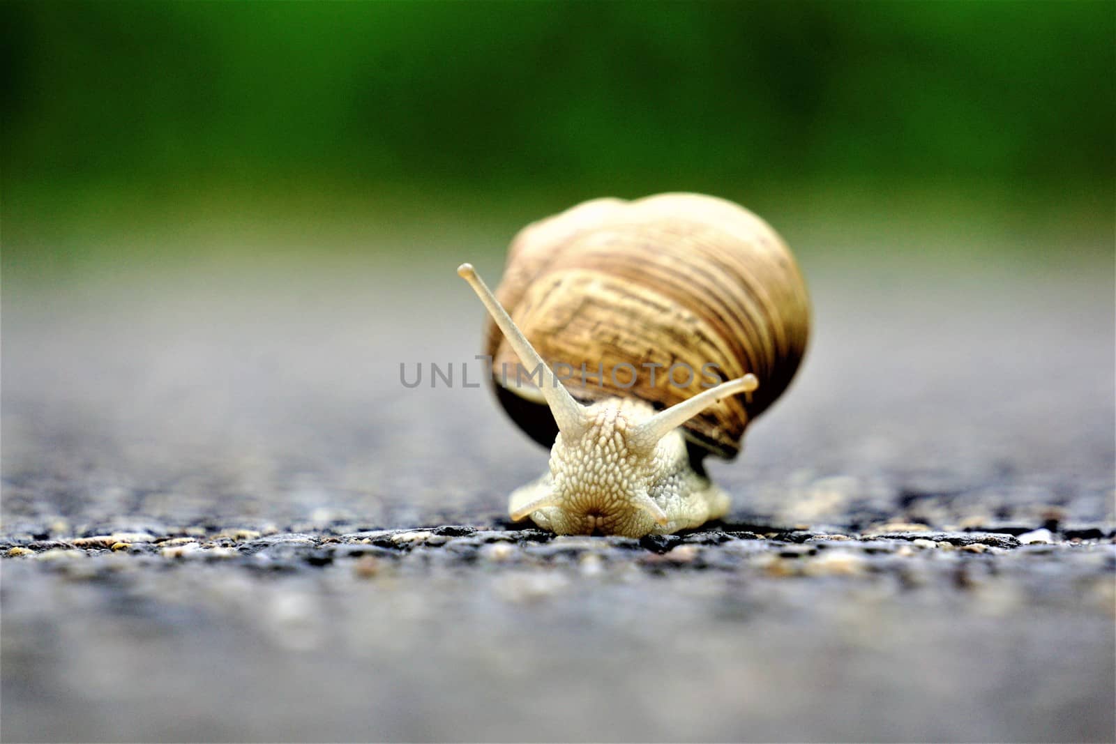 A front close up of an europaean vineyard snail