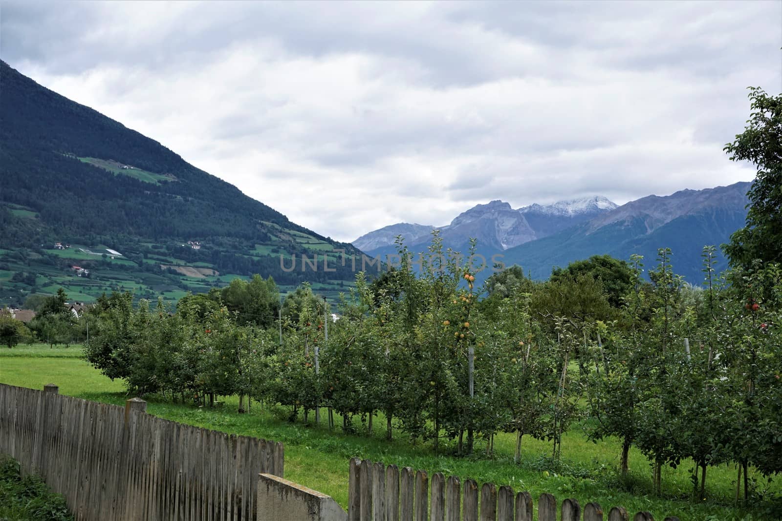 View to a mountain range with apple trees near Glurns, Italy