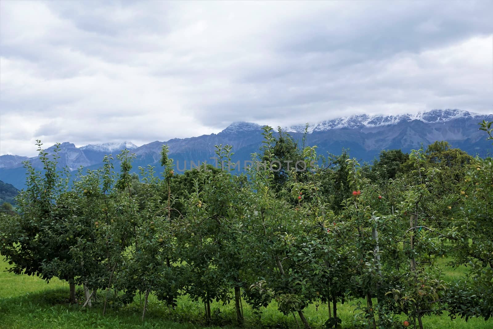 Mountain range near Glurns with apple trees by pisces2386