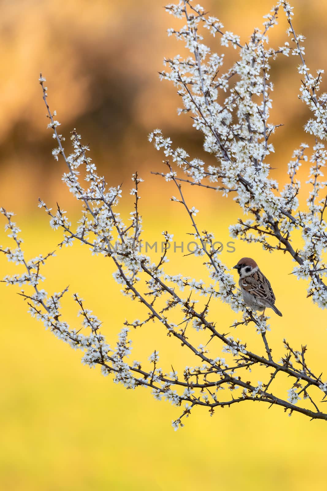 Eurasian tree sparrow (Passer montanus), passerine bird in the sparrow family perched on flowering tree with beautiful blurred yellow background.