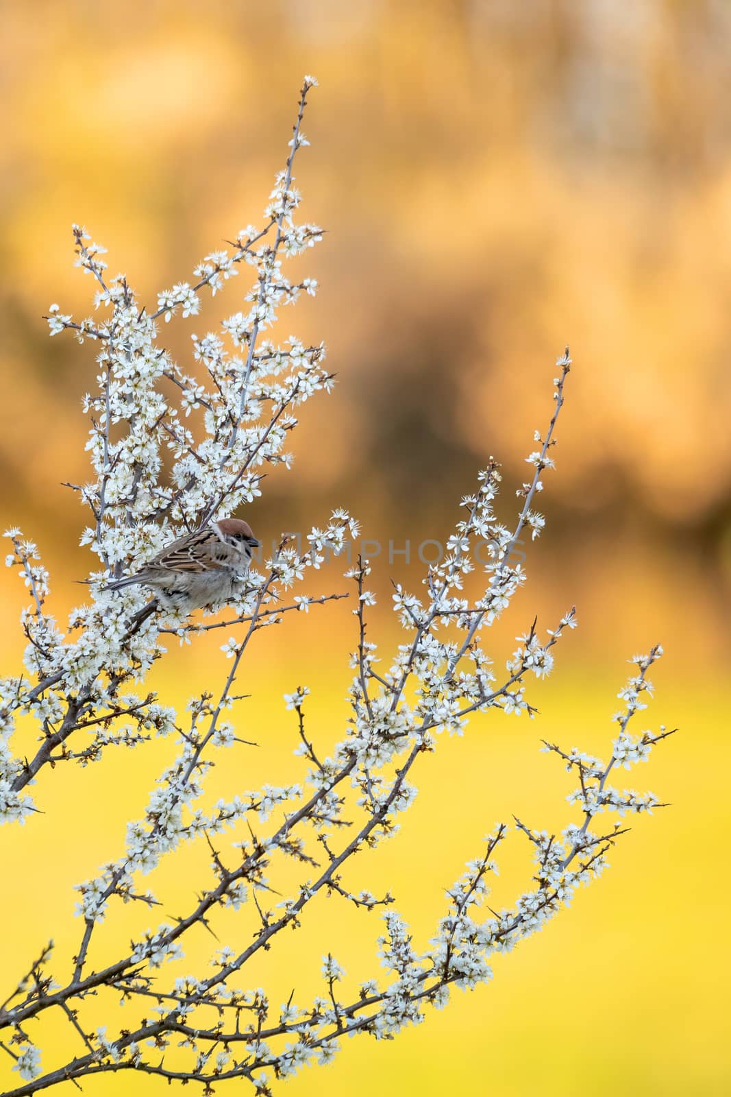 Eurasian tree sparrow in flowering tree by artush