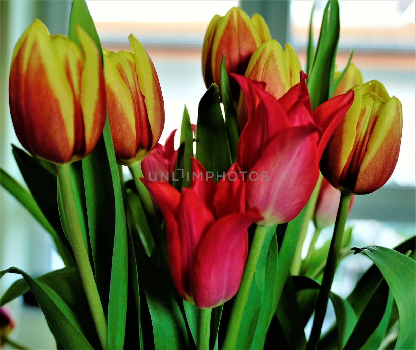 Bunch of colorful tulips in front of window