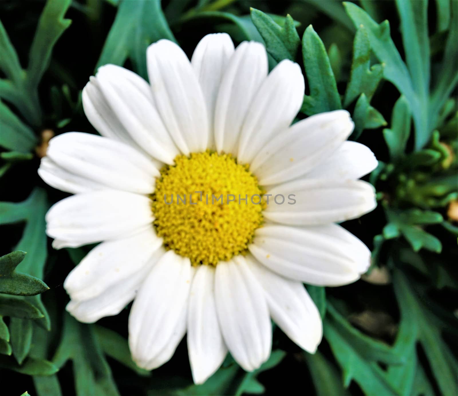 Close up of a leucanthemum flower blossom