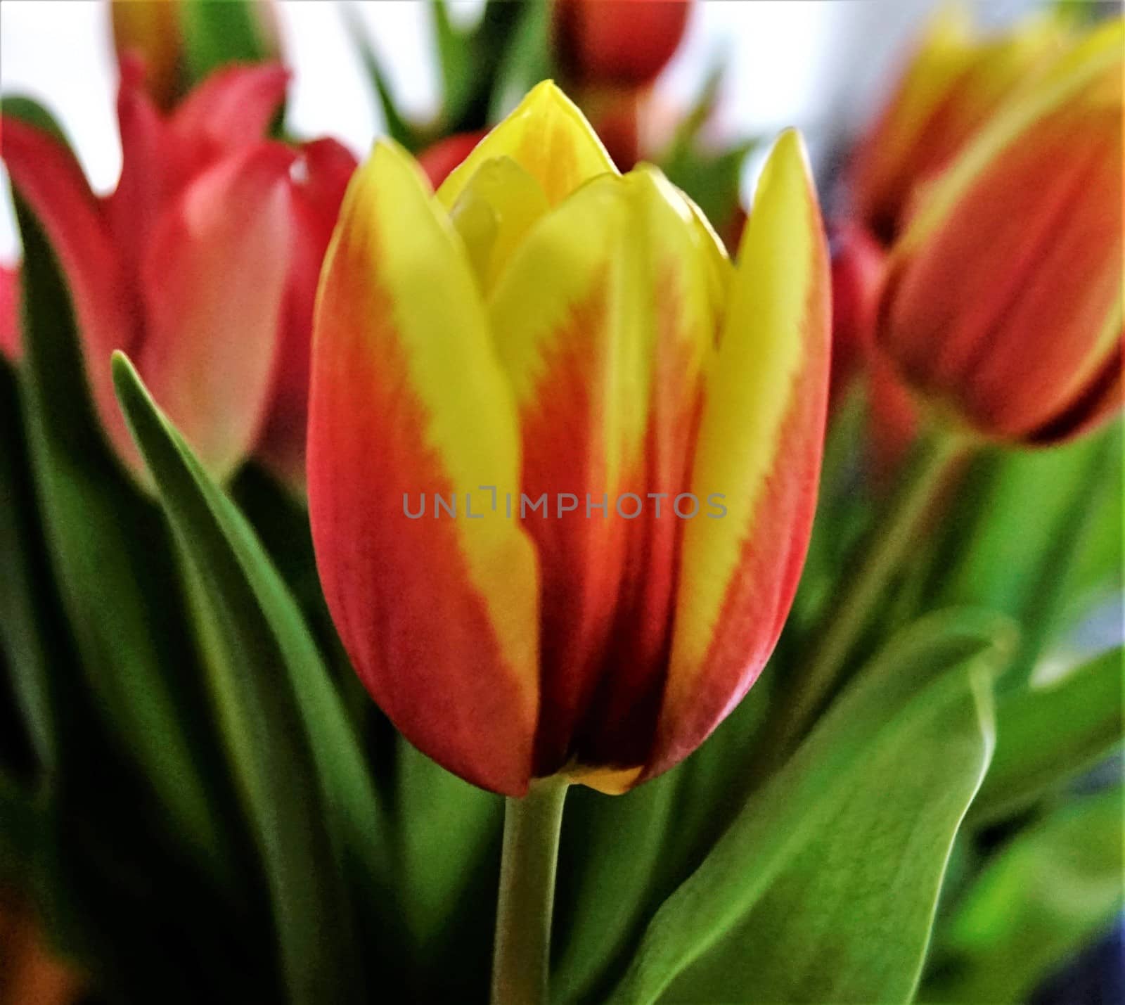 Close up of red and yellow tulip blossoms