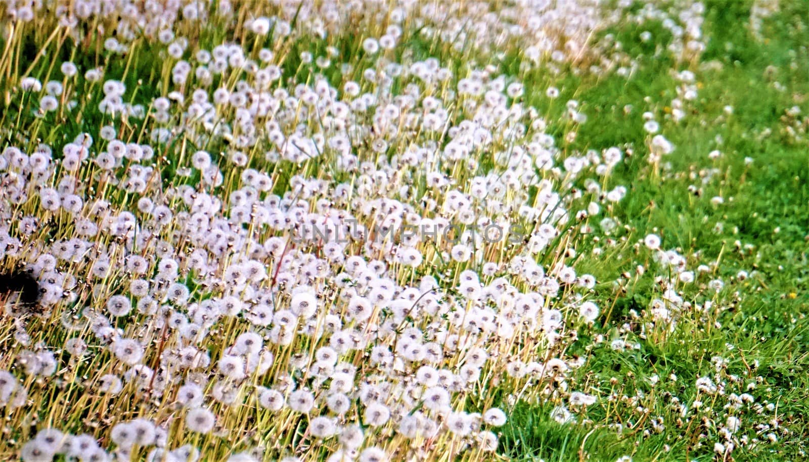 Photo of lots of blowballs on a meadow