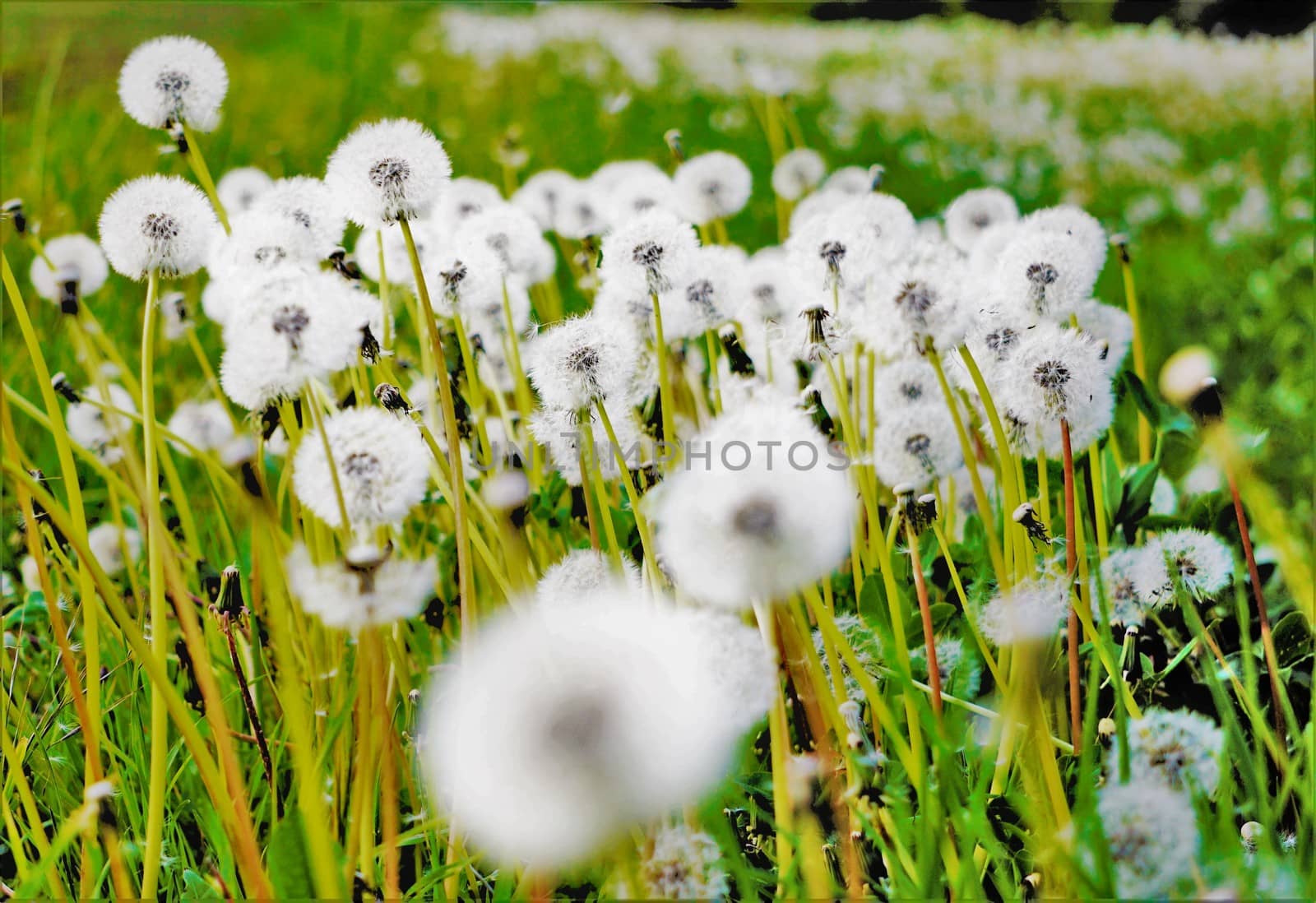 A photo of blowballs on a meadow