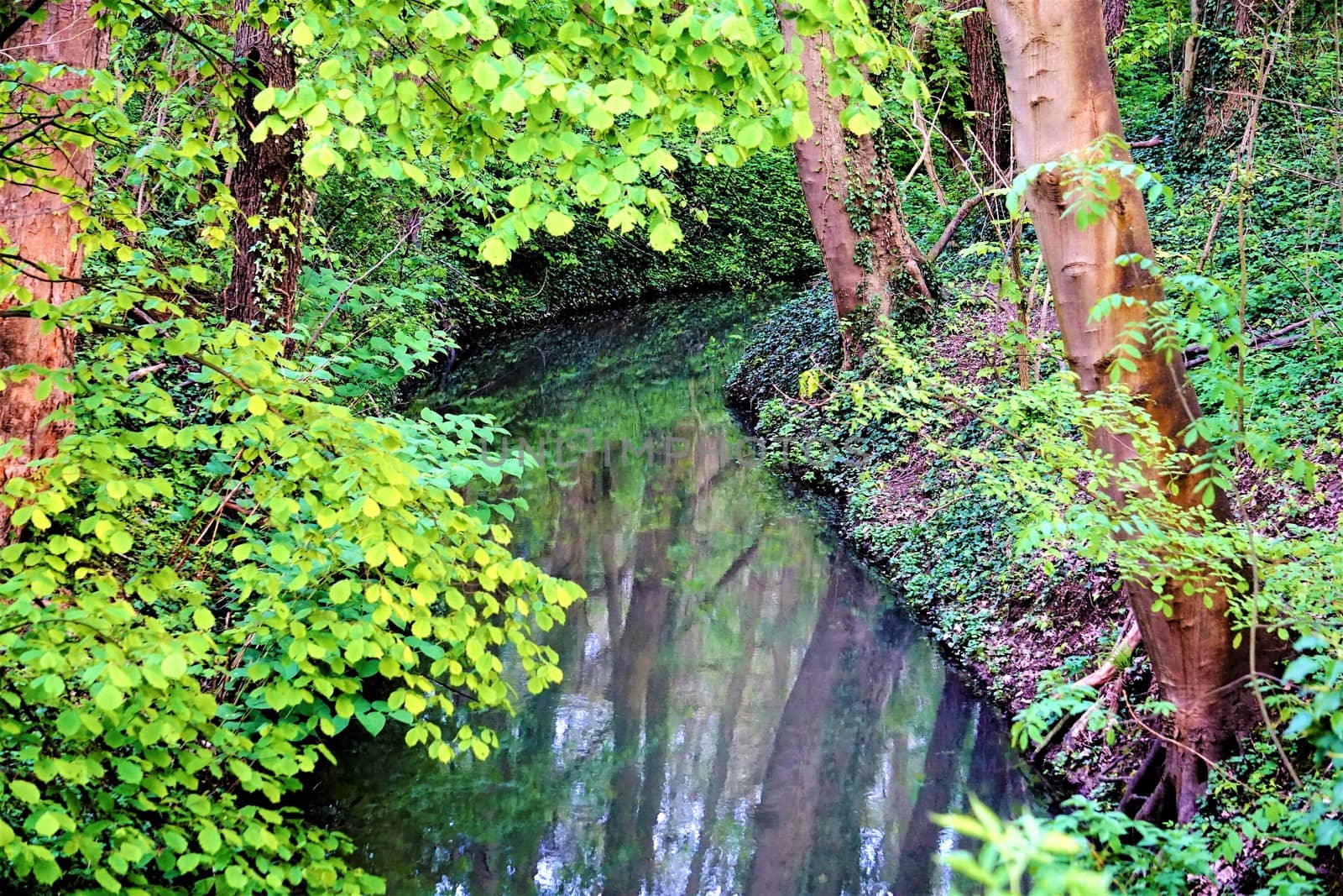 Photo of a calm stream flowing between trees