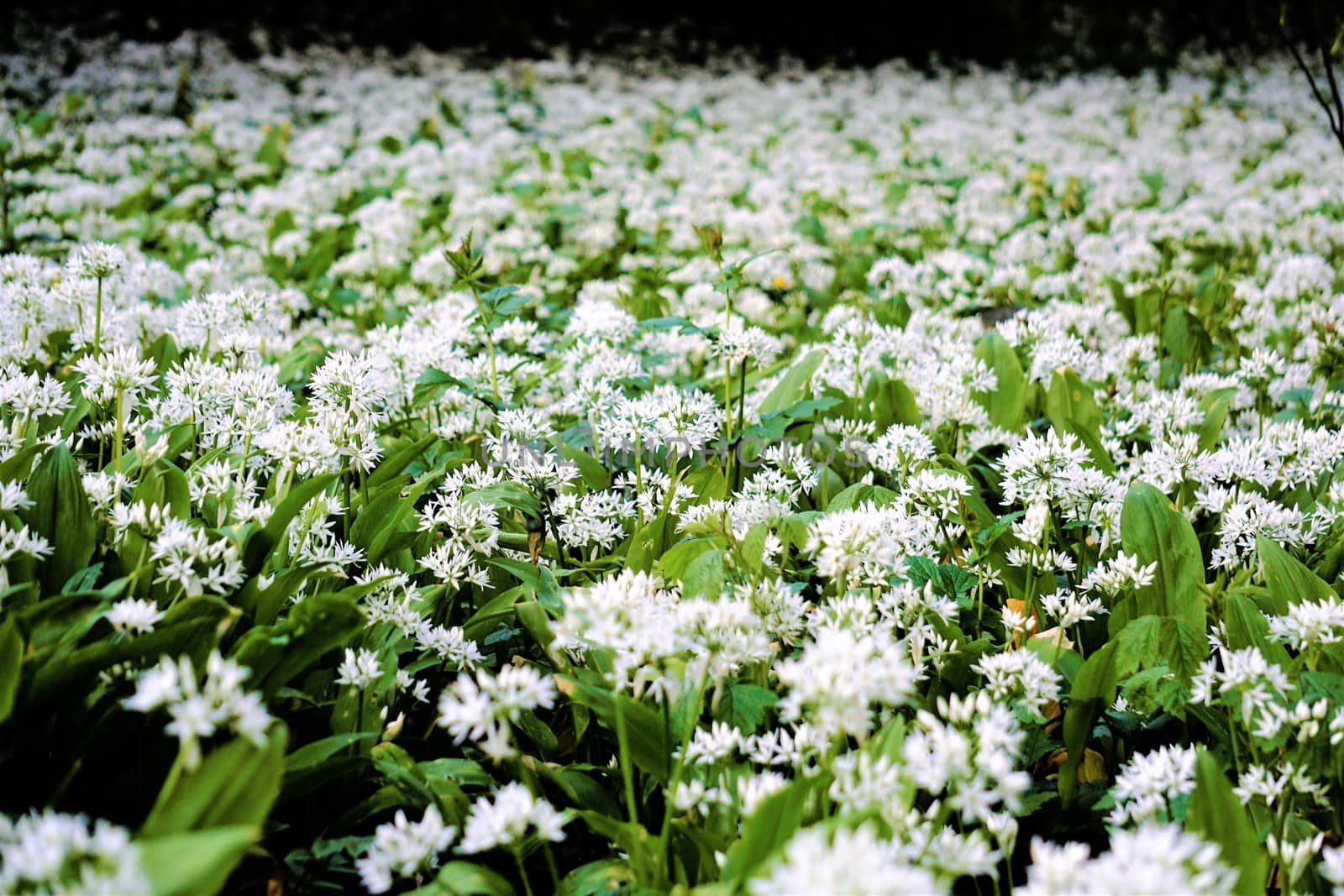 Wild garlic field blooming white by pisces2386