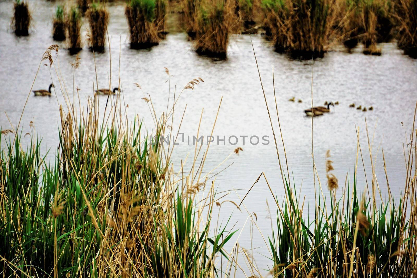 A canada goose family swimming through the wetlands