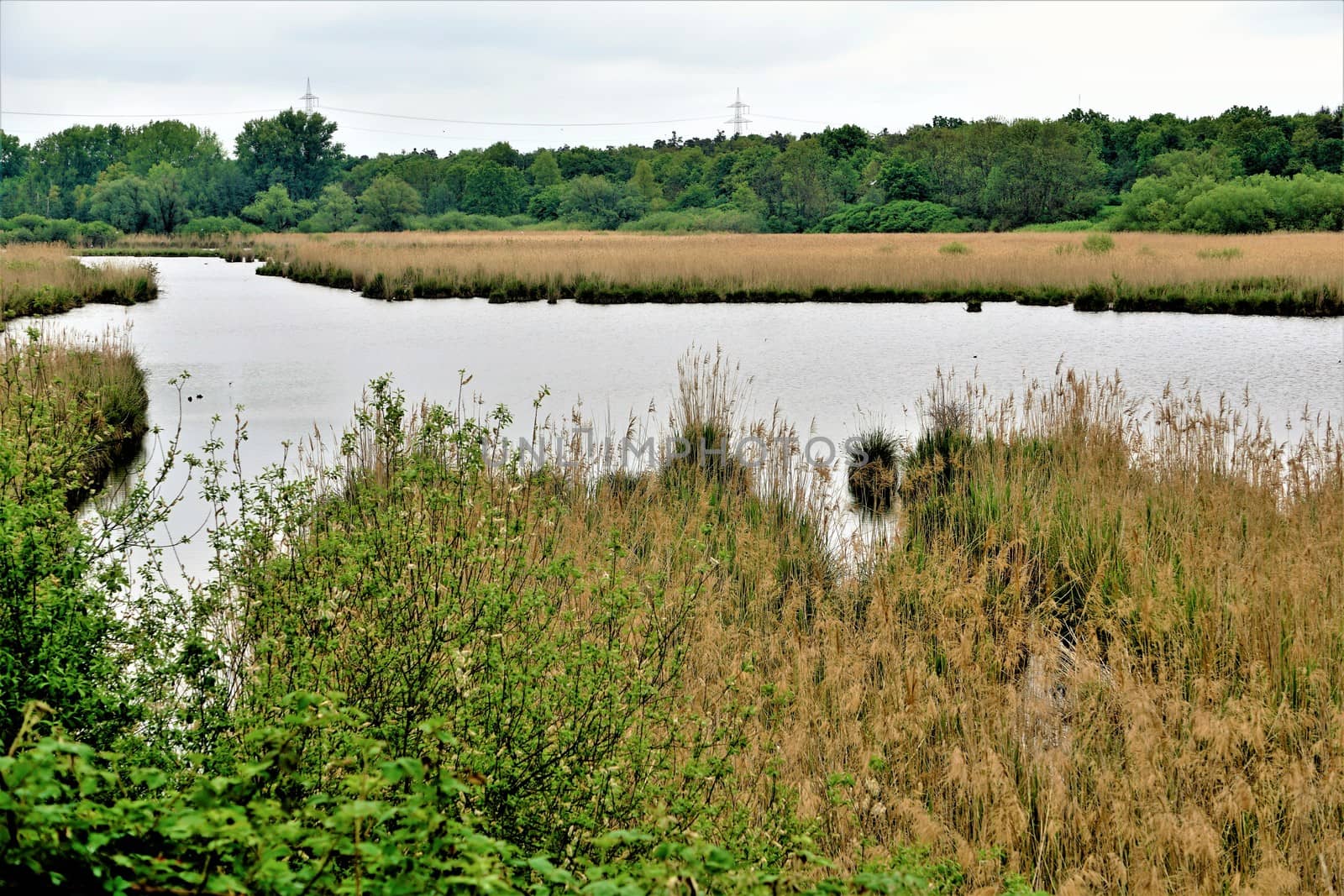 View on a lake in the nature reserve Wagbachniederung by pisces2386