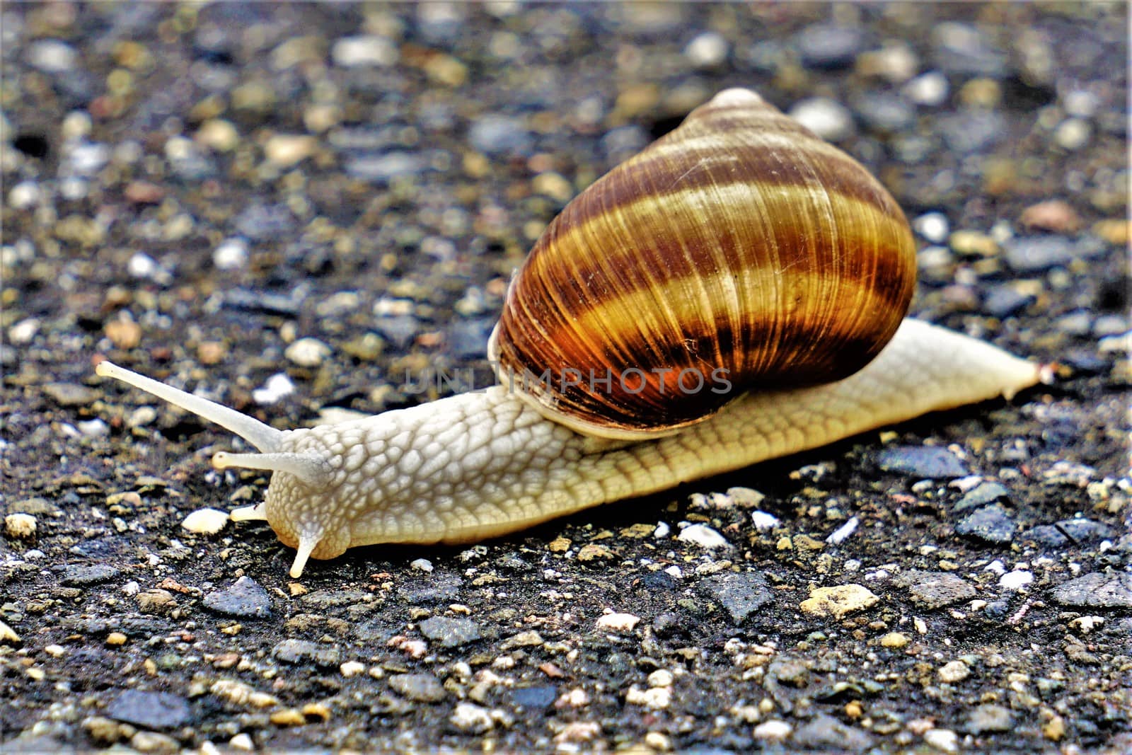 Photo of a vineyard snail crawling on a pathway