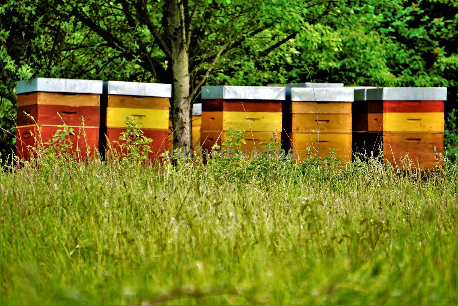 Photo of colourful beehives standing under a tree