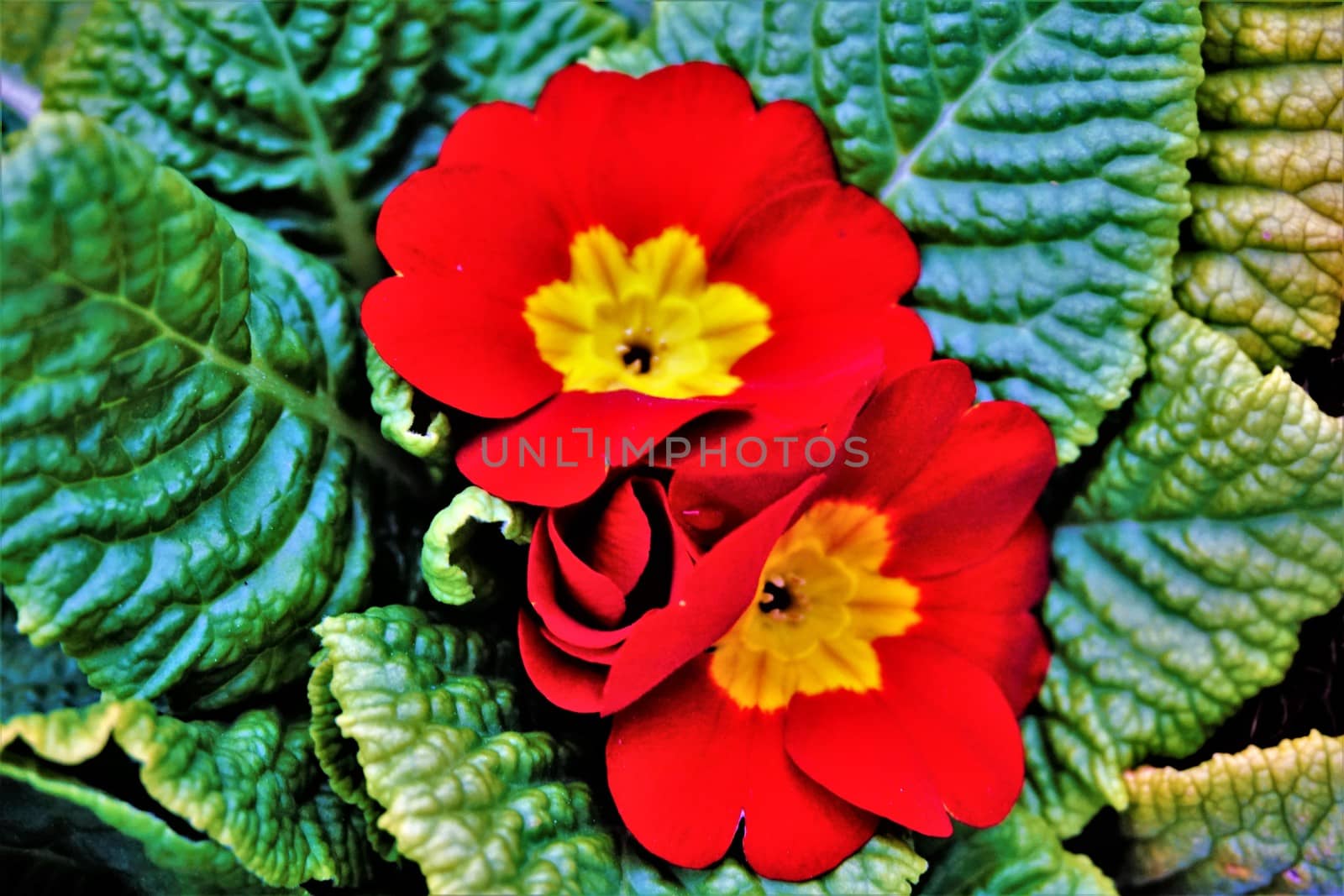 Closeup foto of a red oxlip plant