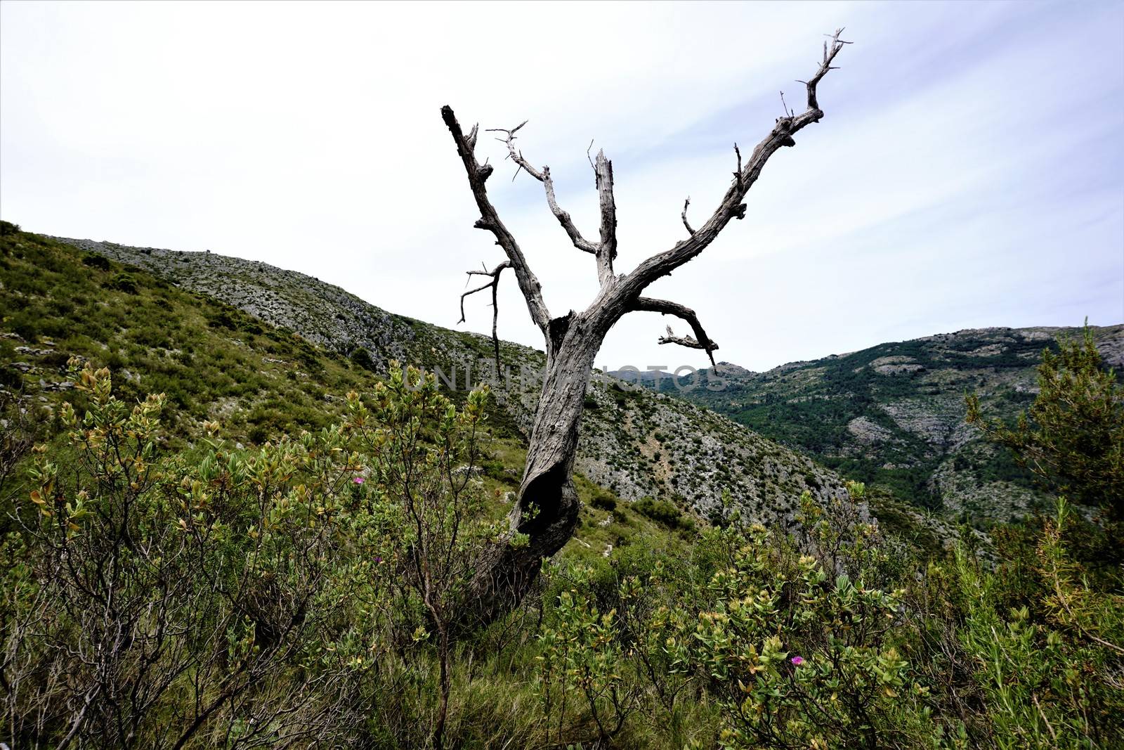 Dead tree in the Sierra del Penon by pisces2386