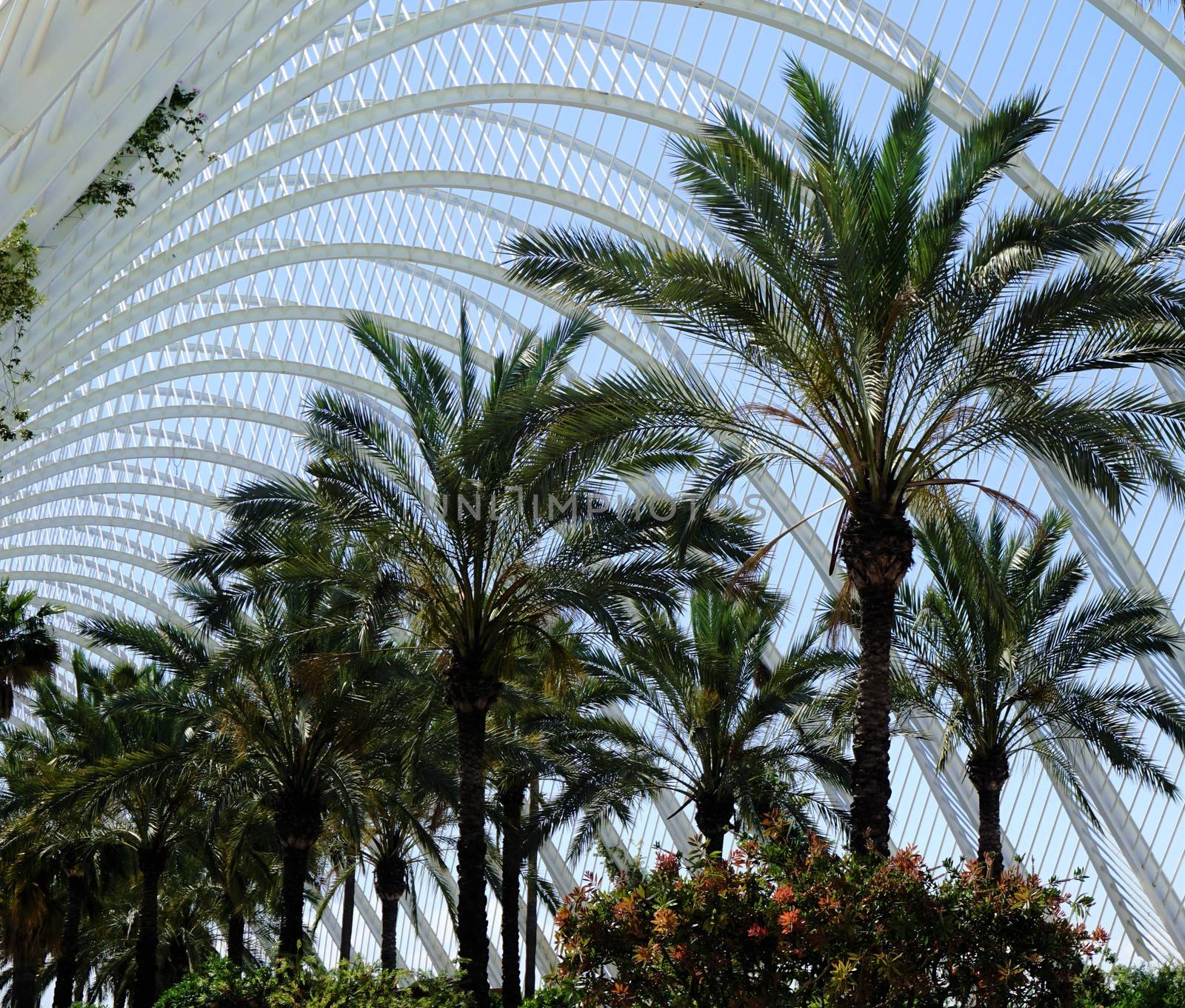 Palm trees in l'Umbracle in the City of Arts and Sciences, Valencia Spain
