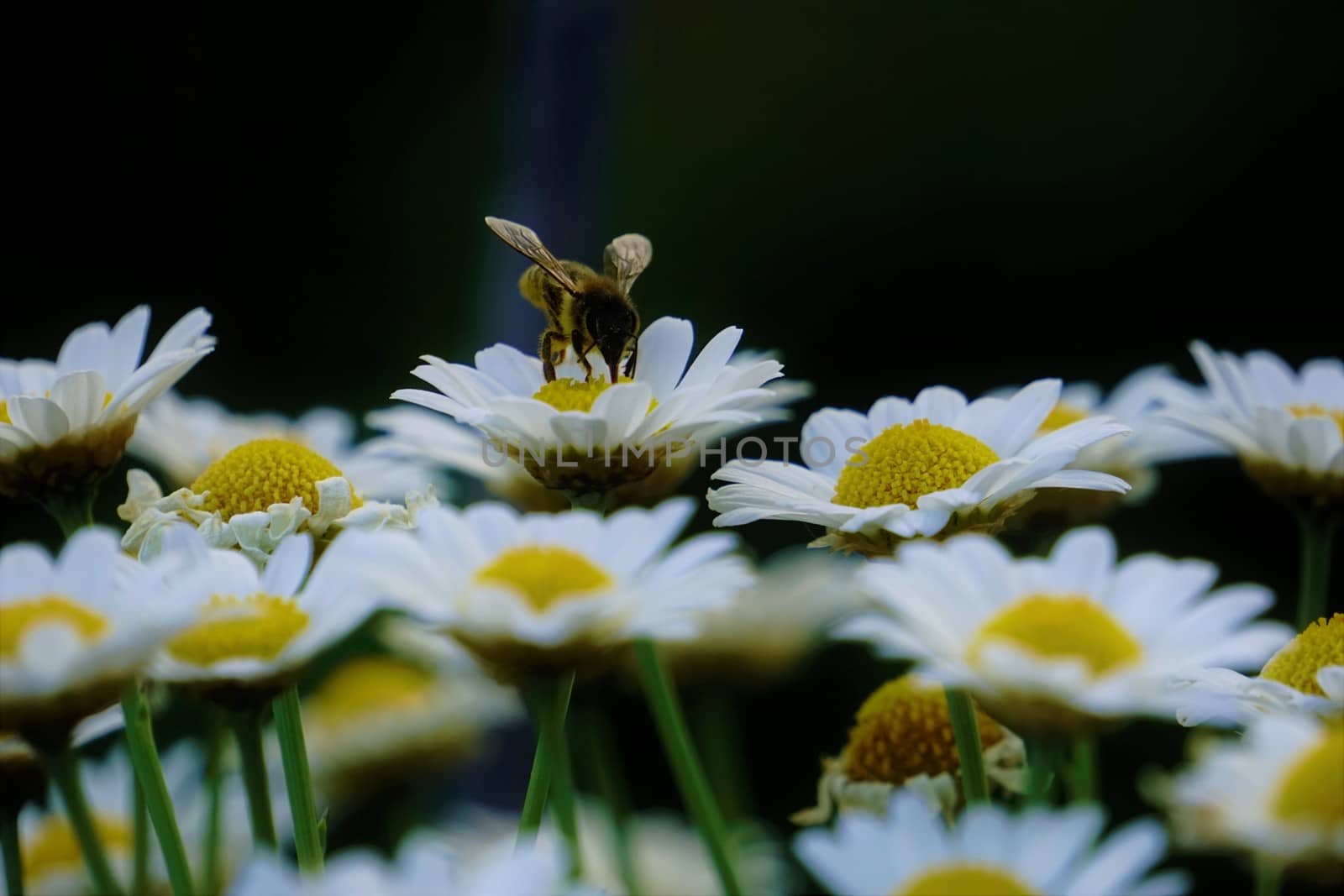 Bee on Leucanthemum blossom collecting pollen by pisces2386