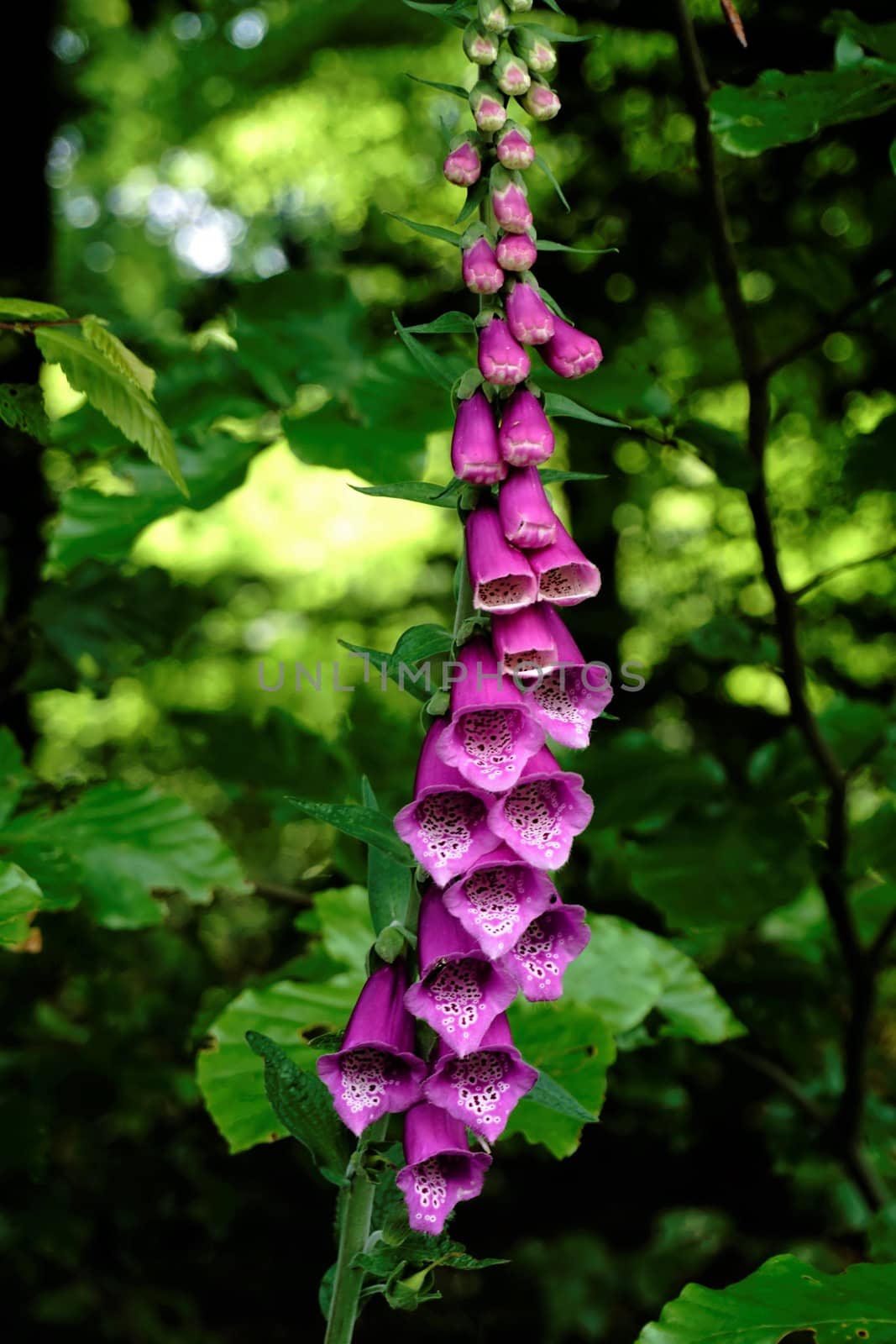 Blossoms of common foxglove, digitalis purpurea, in the forest