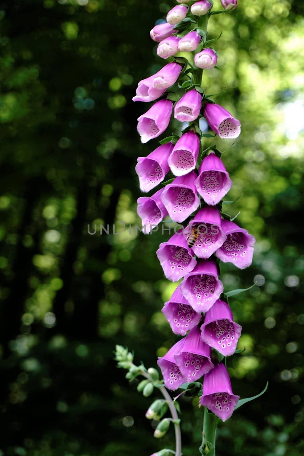 Common foxglove, digitalis purpurea, blooming in forest by pisces2386
