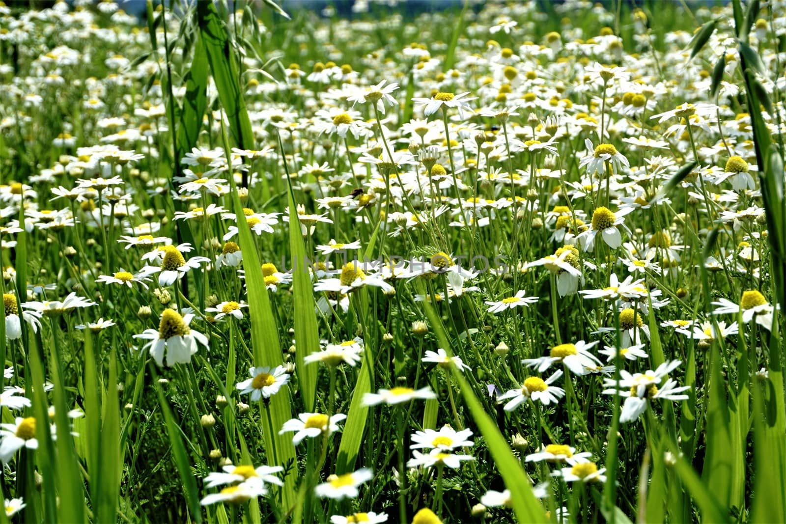 A field of daises with grass and some insects