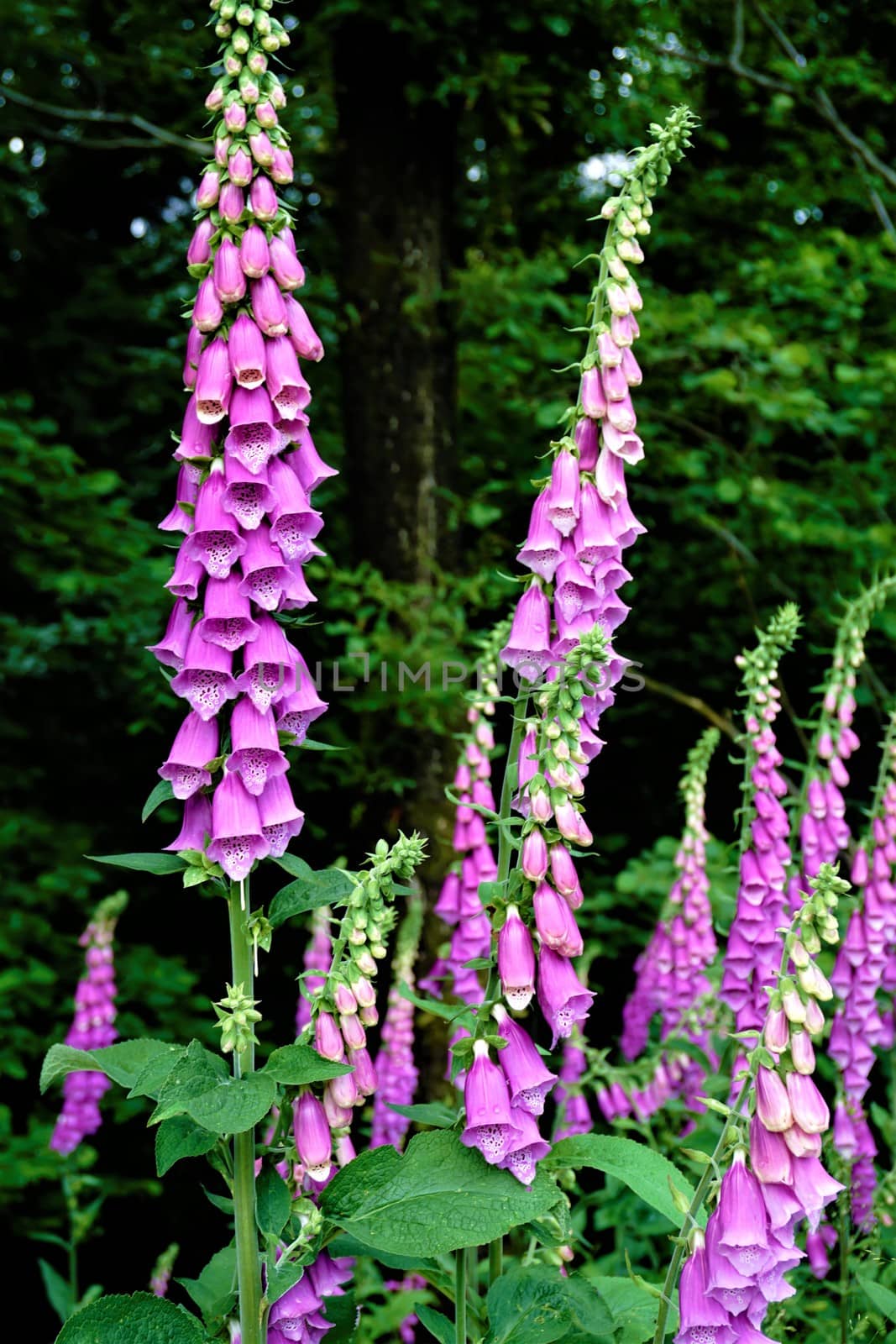 Some common foxgloves blooming in the forest by pisces2386
