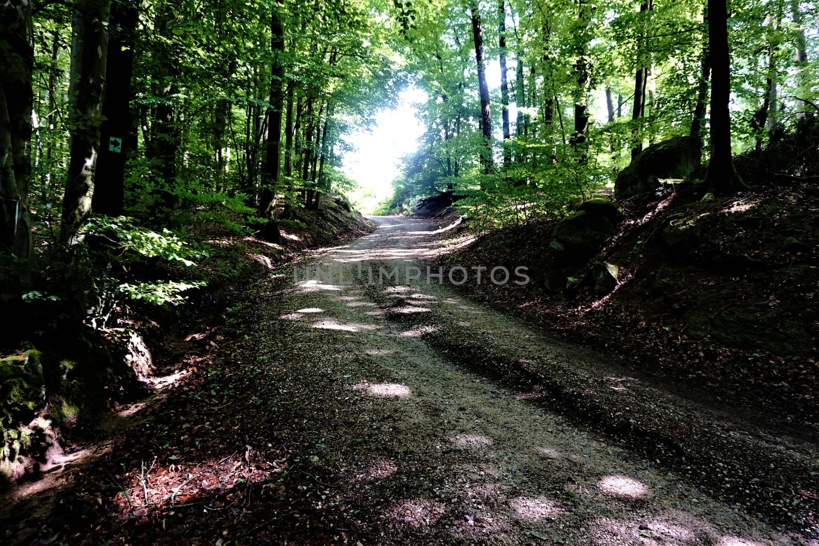 Beautiful and calm forest road in the summer time