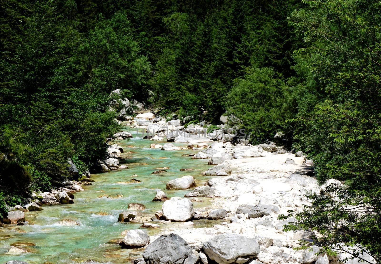 Wild Isonzo river and green wood near Trenta, Slovenia