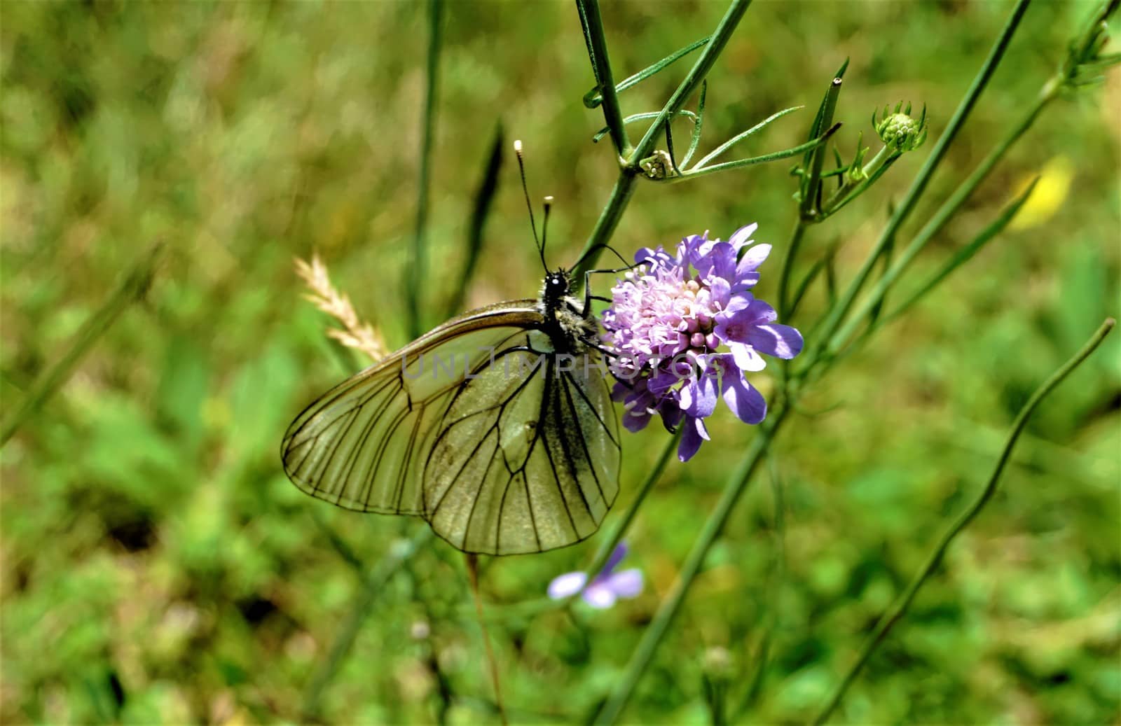 Aporia crataegi butterfly sitting on purple flower