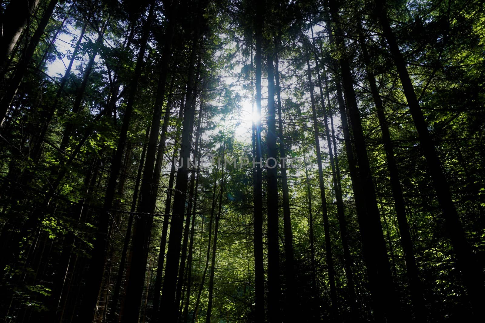 Sun breaking through Triglav national park near Bled, Slovenia