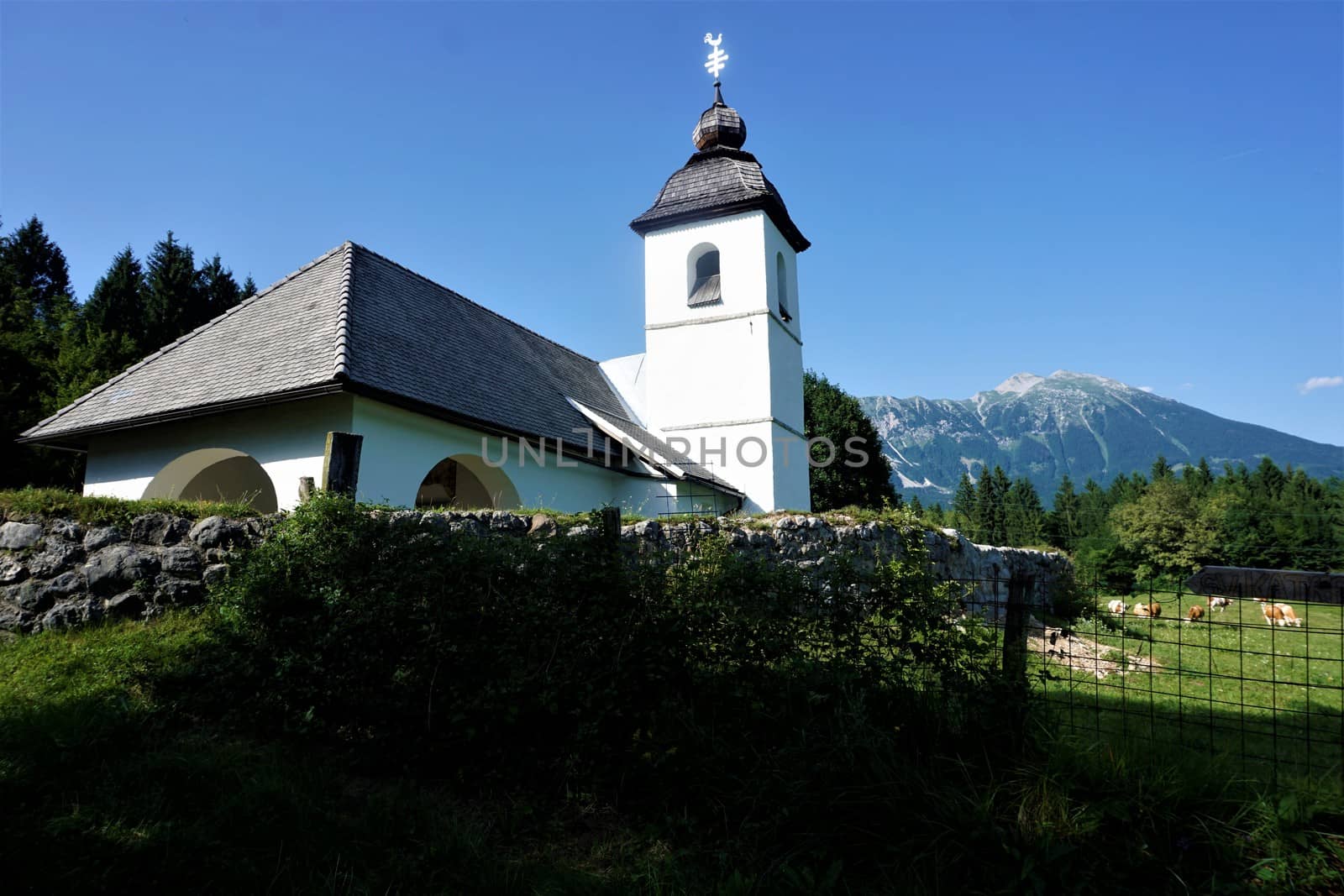Saint Catherine church with mountains and cows in Zasip near Bled by pisces2386