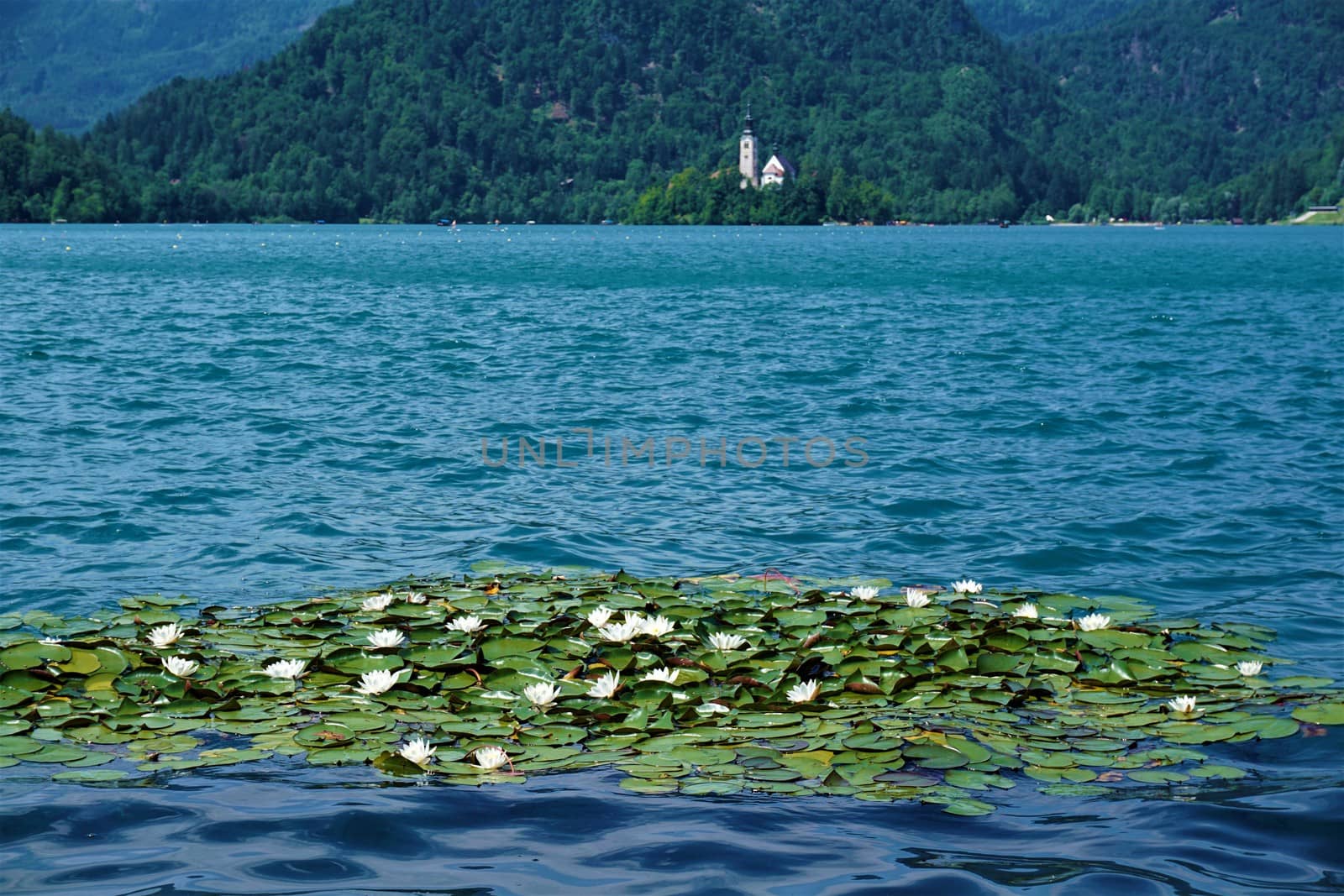Water lillys on lake Bled with Bled island by pisces2386