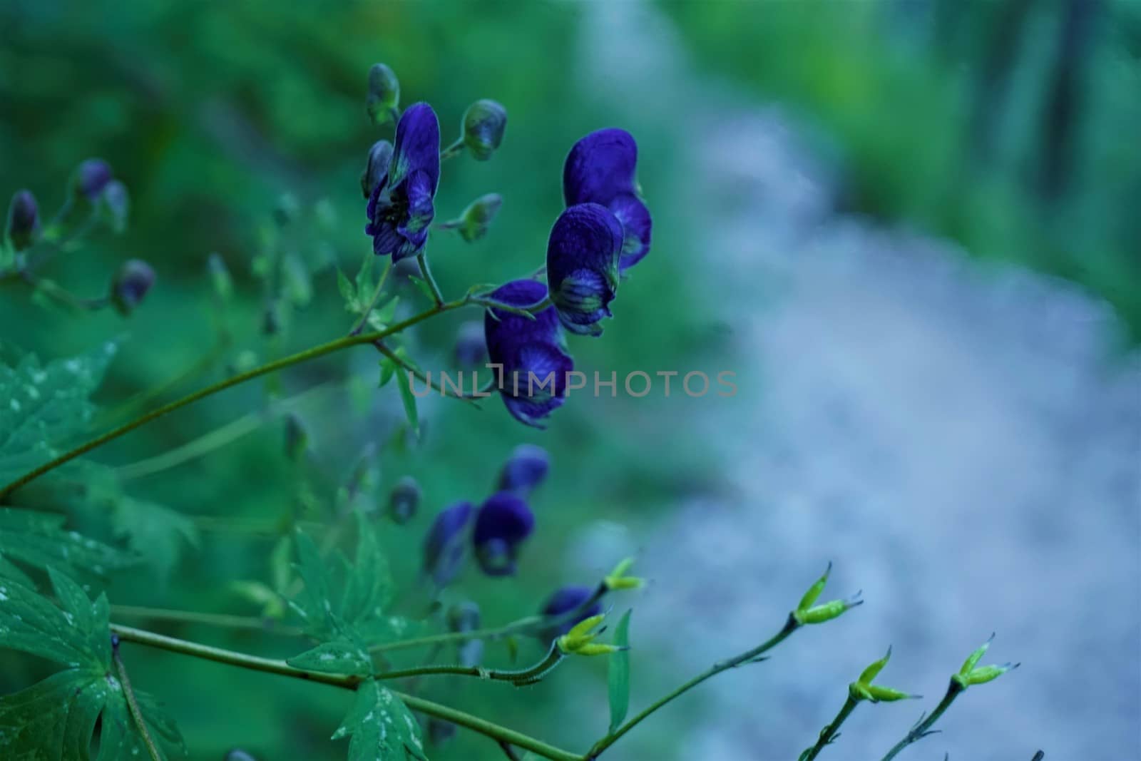 Beautiful purple Aconitum napellus blossoms in the forest