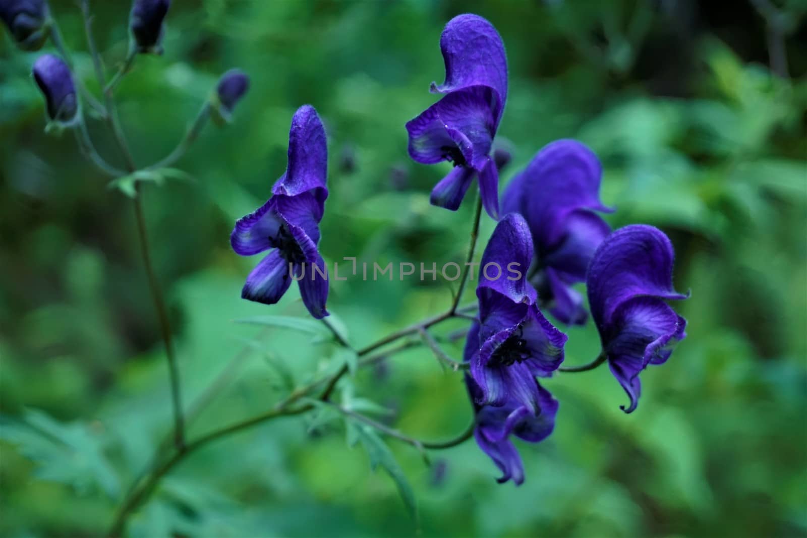 Close-up of purple Aconitum blossoms in the forest
